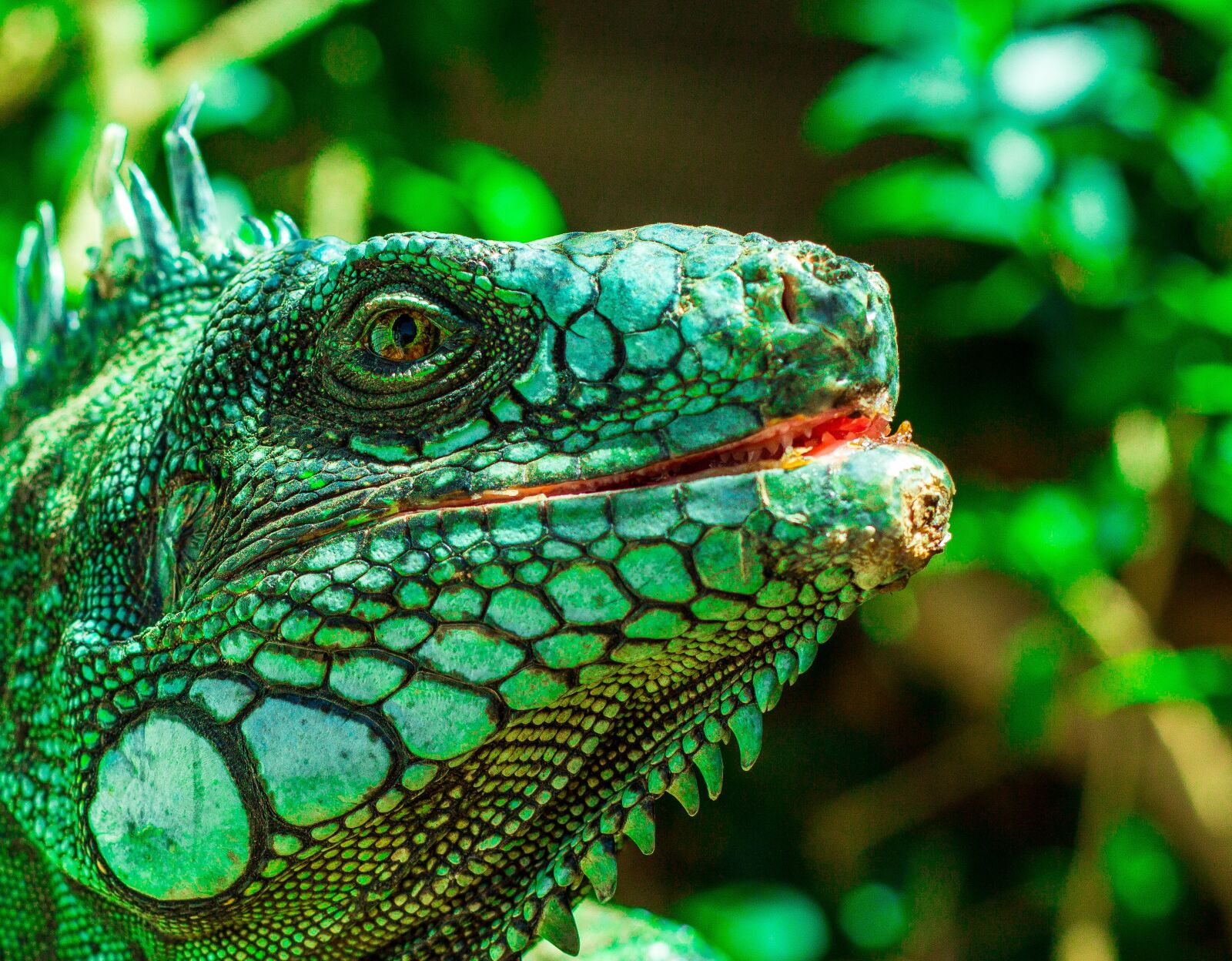 Canon EOS 700D (EOS Rebel T5i / EOS Kiss X7i) sample photo. Iguana, eyes, nature photography