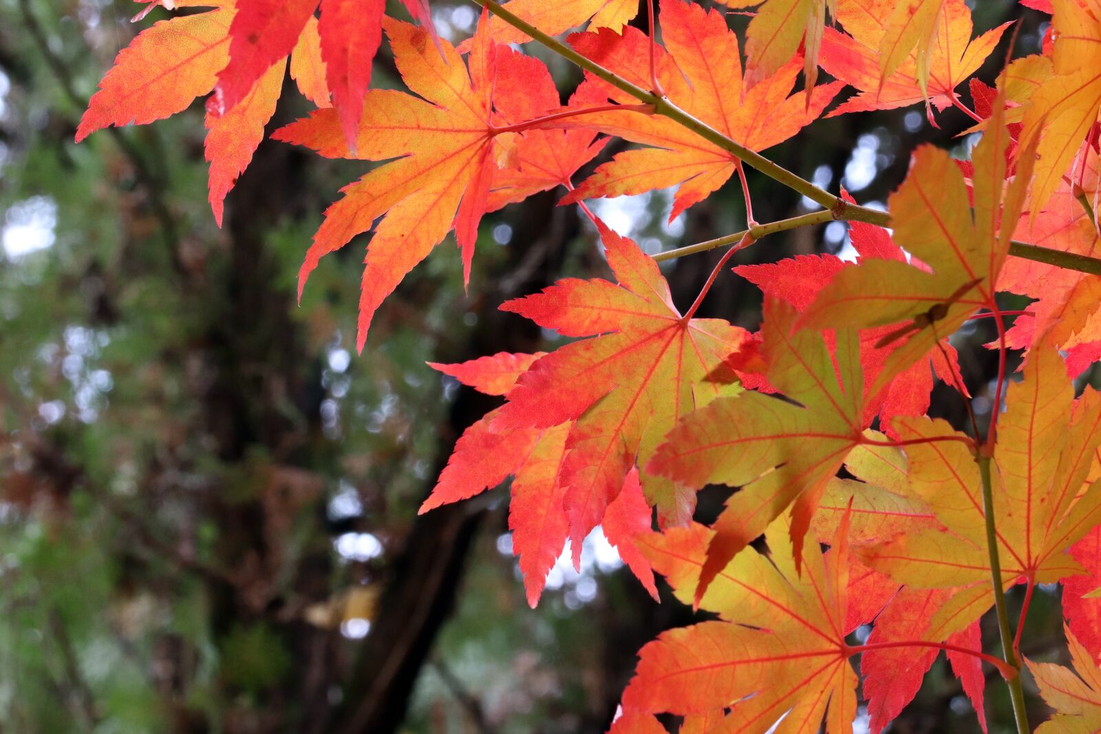 Canon EOS 800D (EOS Rebel T7i / EOS Kiss X9i) sample photo. Autumn leaves, maple, autumn photography