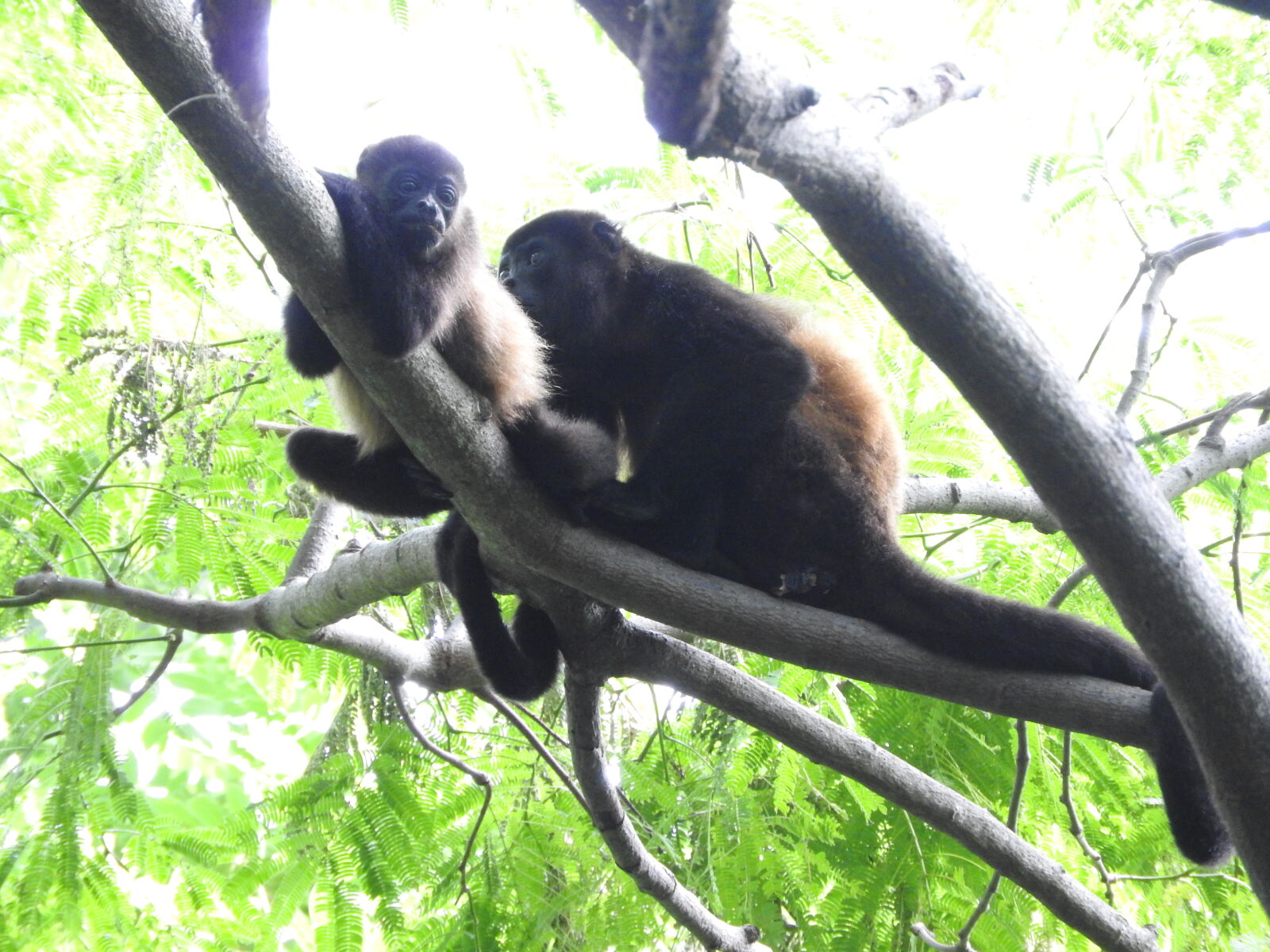 Nikon Coolpix P610 sample photo. Isla, d, ometepe, monkey photography