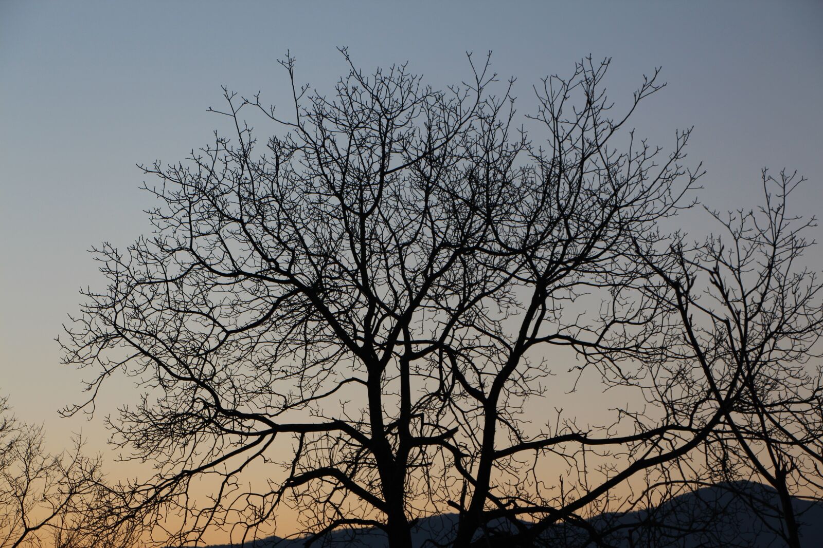 Canon EOS 650D (EOS Rebel T4i / EOS Kiss X6i) sample photo. Wood, eggplant, winter photography
