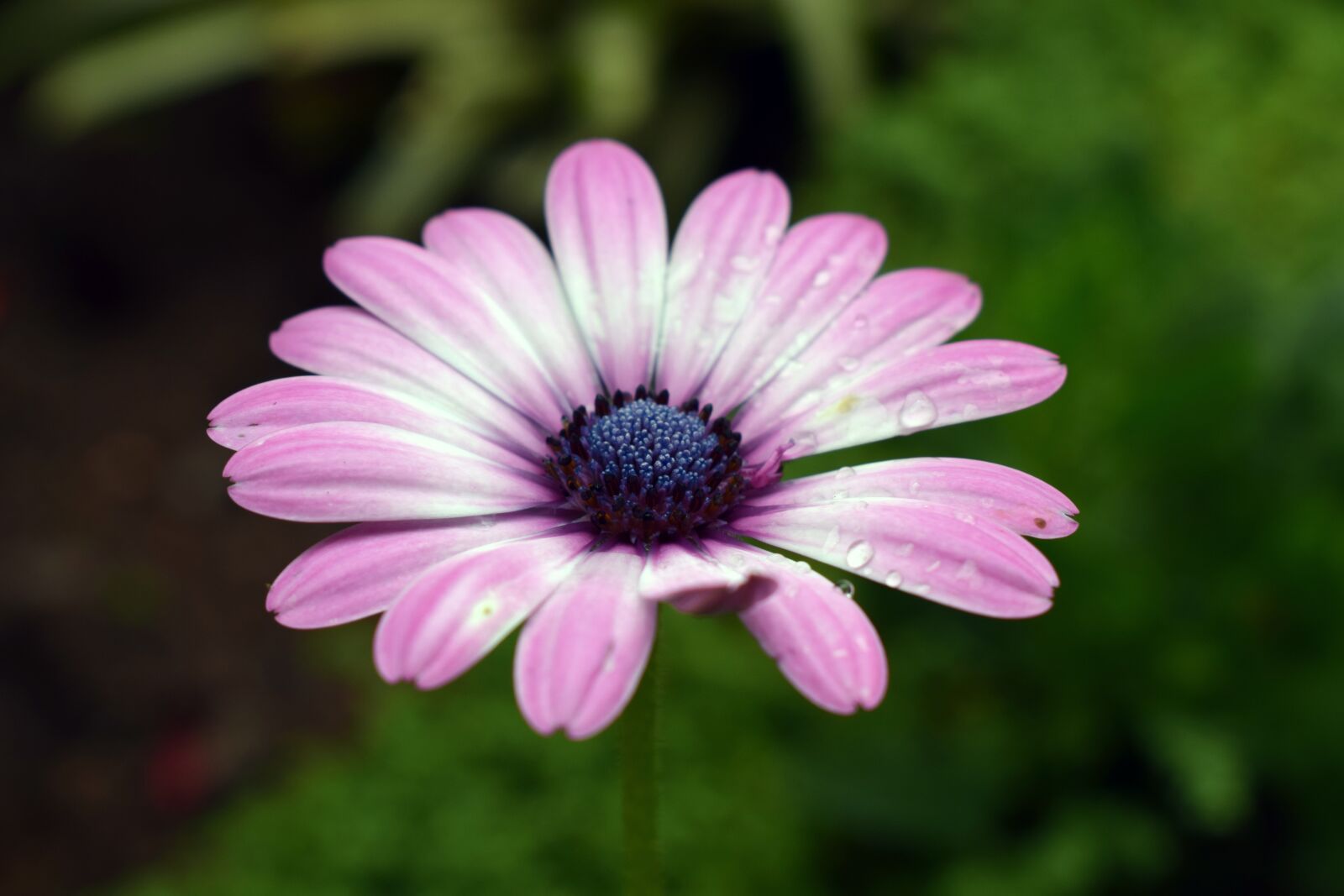 Nikon D3300 sample photo. Flower, nature, spring photography