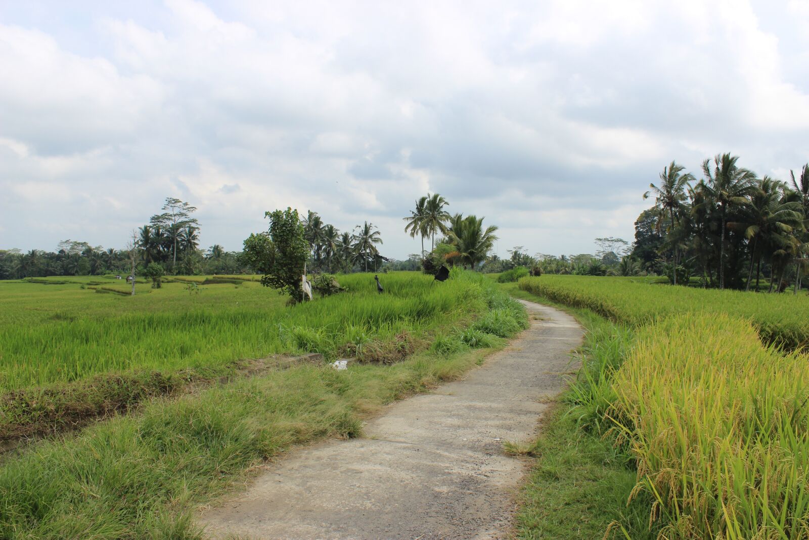 Canon EOS 600D (Rebel EOS T3i / EOS Kiss X5) sample photo. Rice fields, farm, road photography