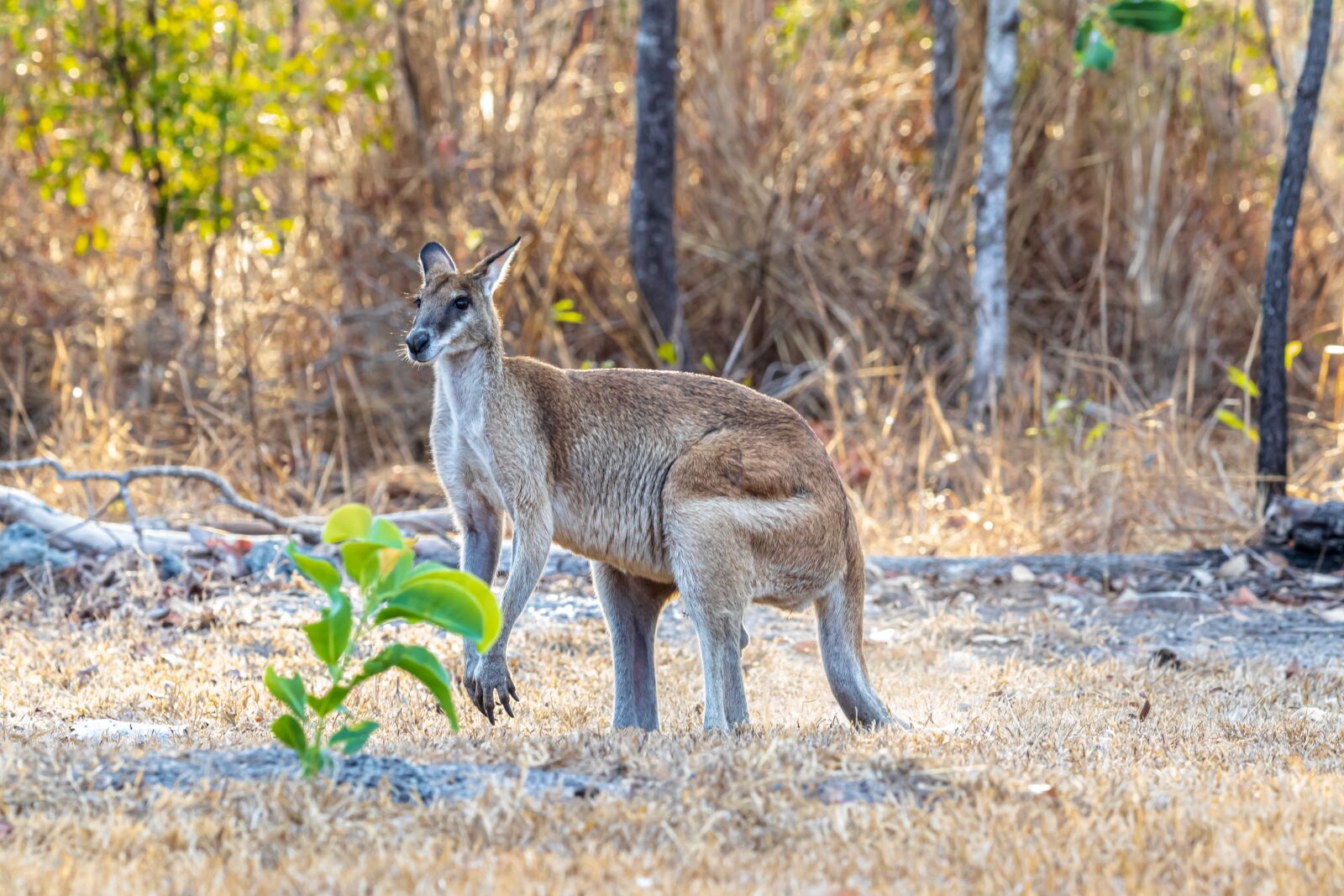 Canon EOS 80D sample photo. Wildlife, animals, wallaby photography