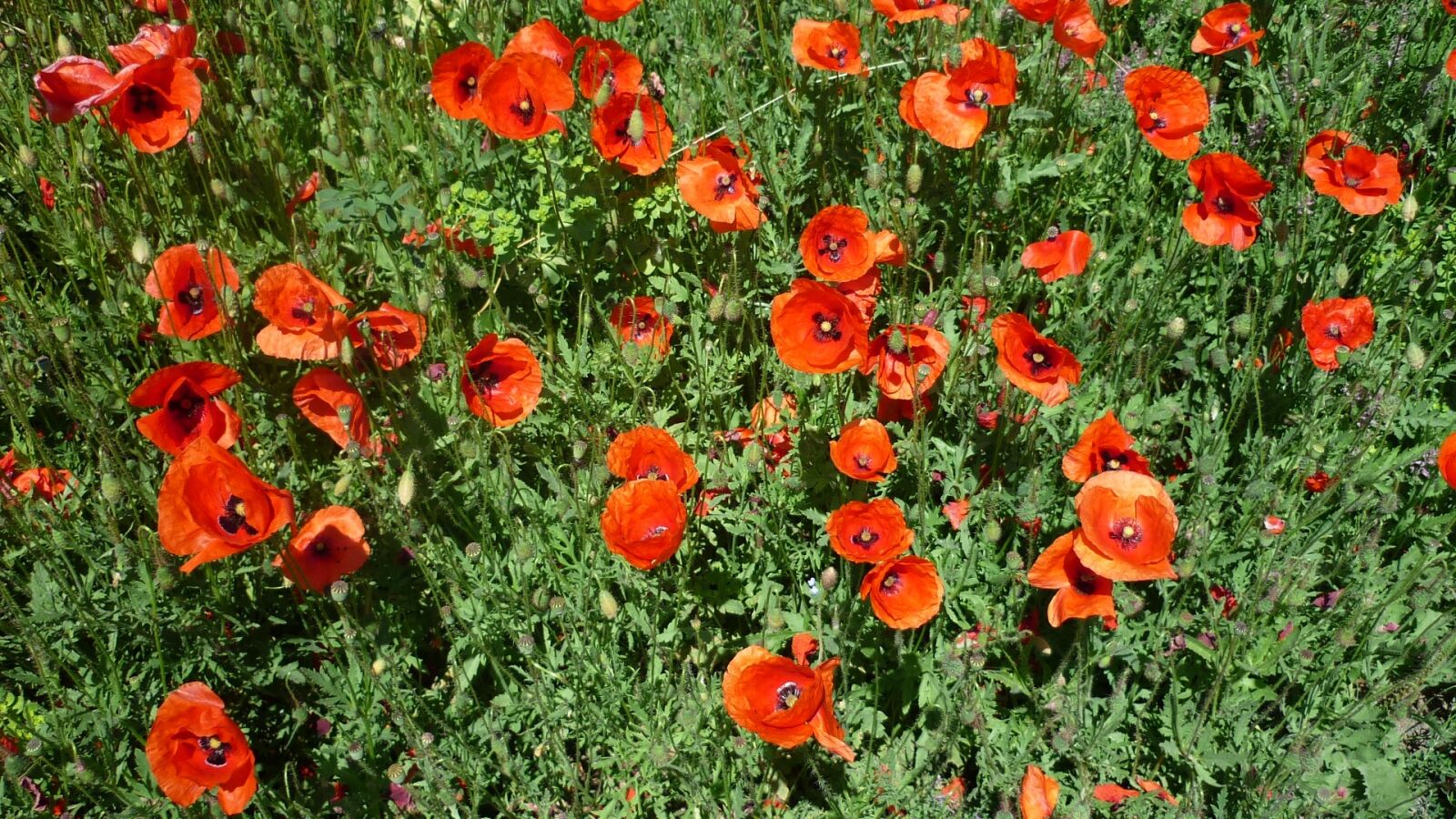 Panasonic Lumix DMC-FS6 sample photo. Klatschmohn, bright red flowers photography