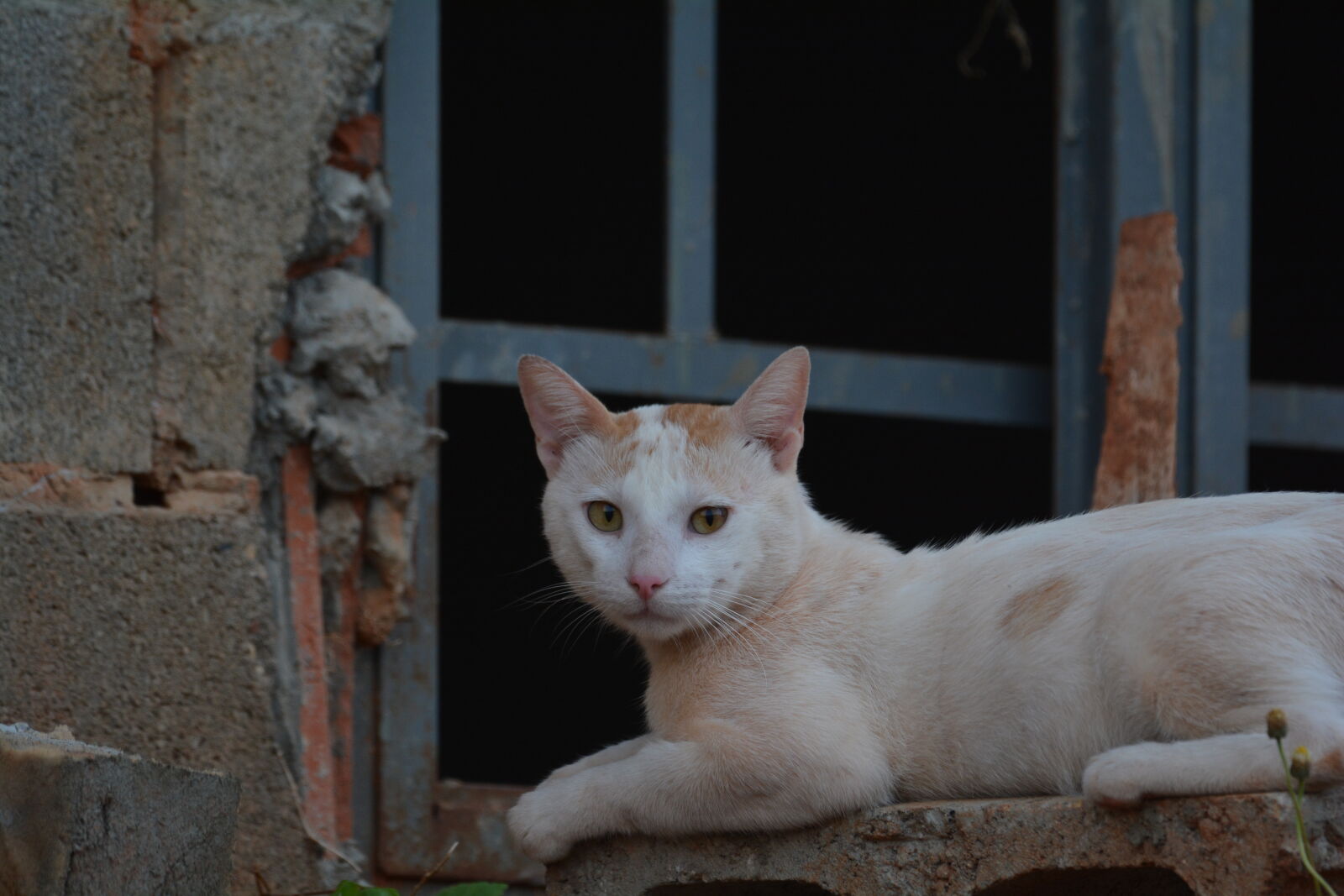 Nikon D7100 sample photo