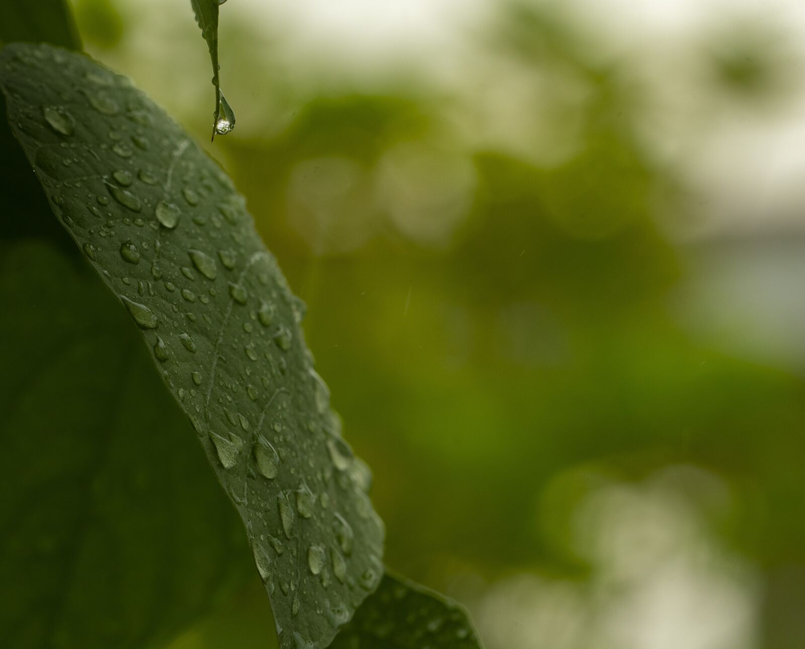 Nikon D7500 sample photo. Water droplets, dew, rain photography