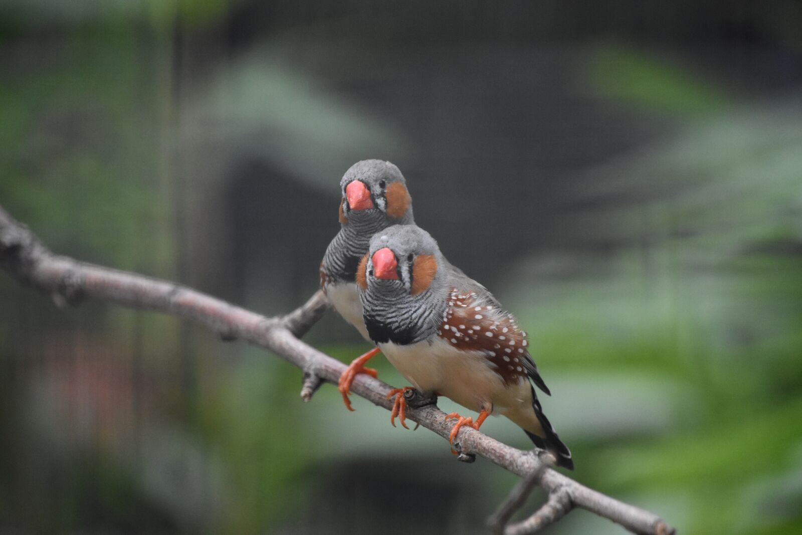 Nikon D7200 sample photo. Two, parrot, birds photography