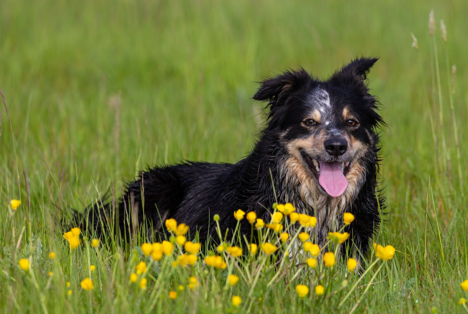 Canon EOS 5D Mark III sample photo. Border collie, wet dog photography
