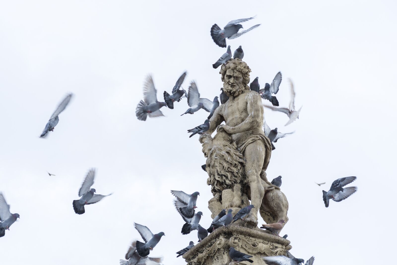 Nikon D7100 sample photo. Pigeons, statue, simple photography