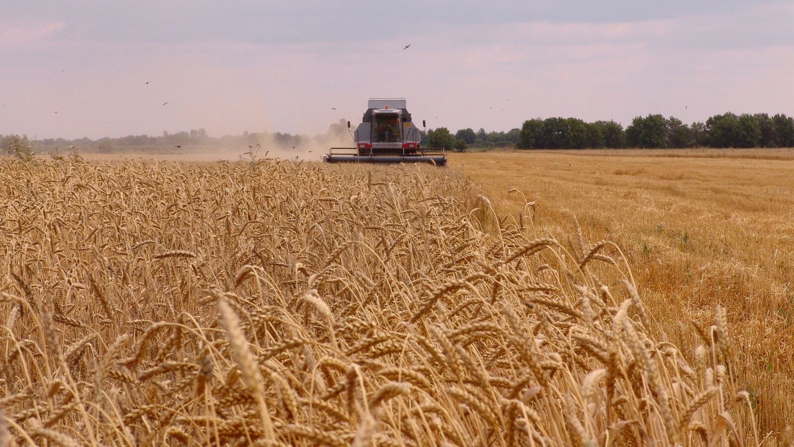Sony DSC-F828 sample photo. Harvest, harvester, grain photography