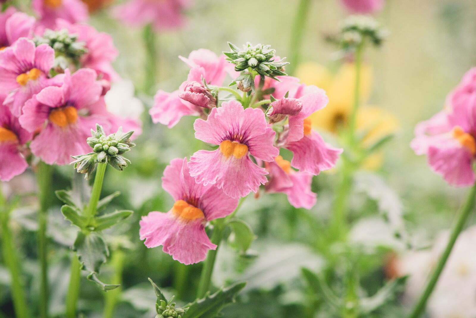 Nikon D750 sample photo. Flowers, pink, tender photography
