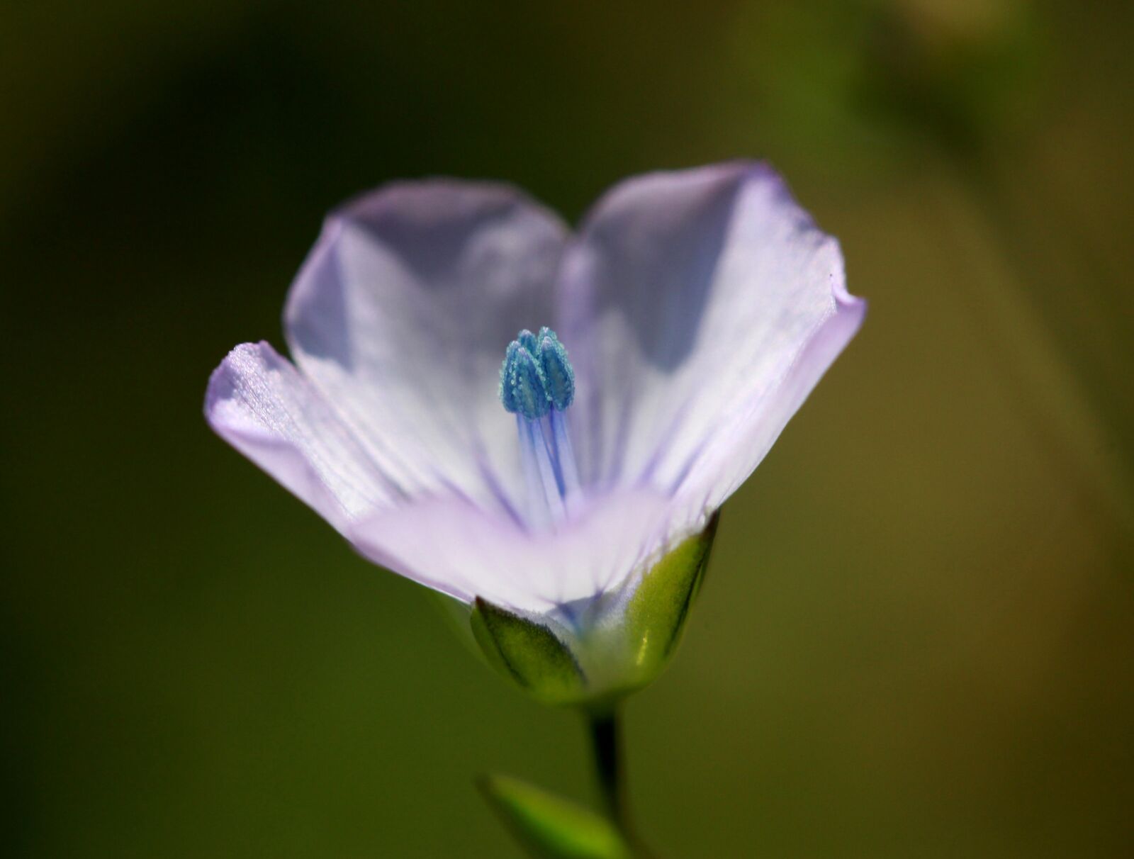 Canon EF-S 60mm F2.8 Macro USM sample photo. Flower, blue, wild photography