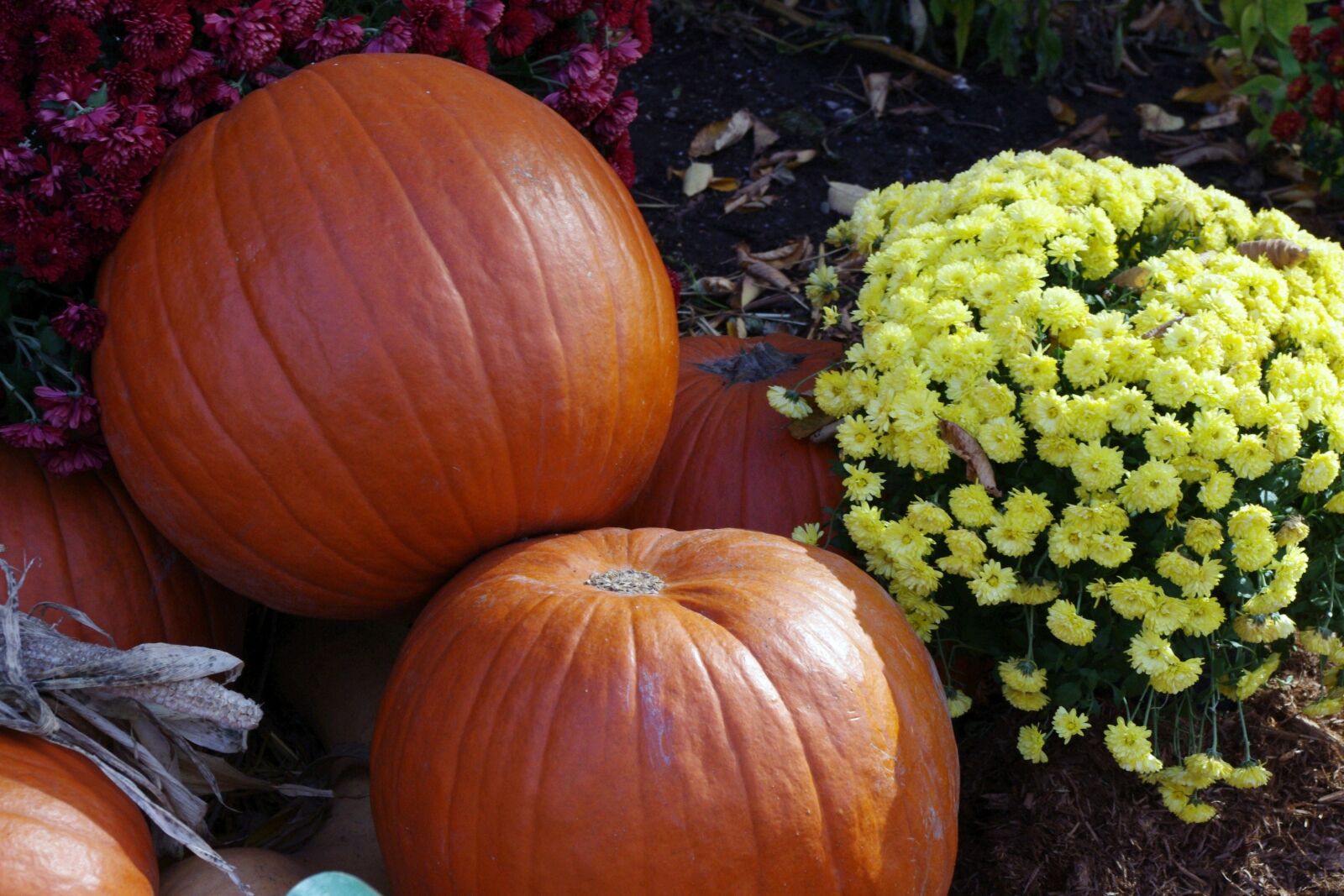 Pentax K-x sample photo. Pumpkin, halloween, decoration photography
