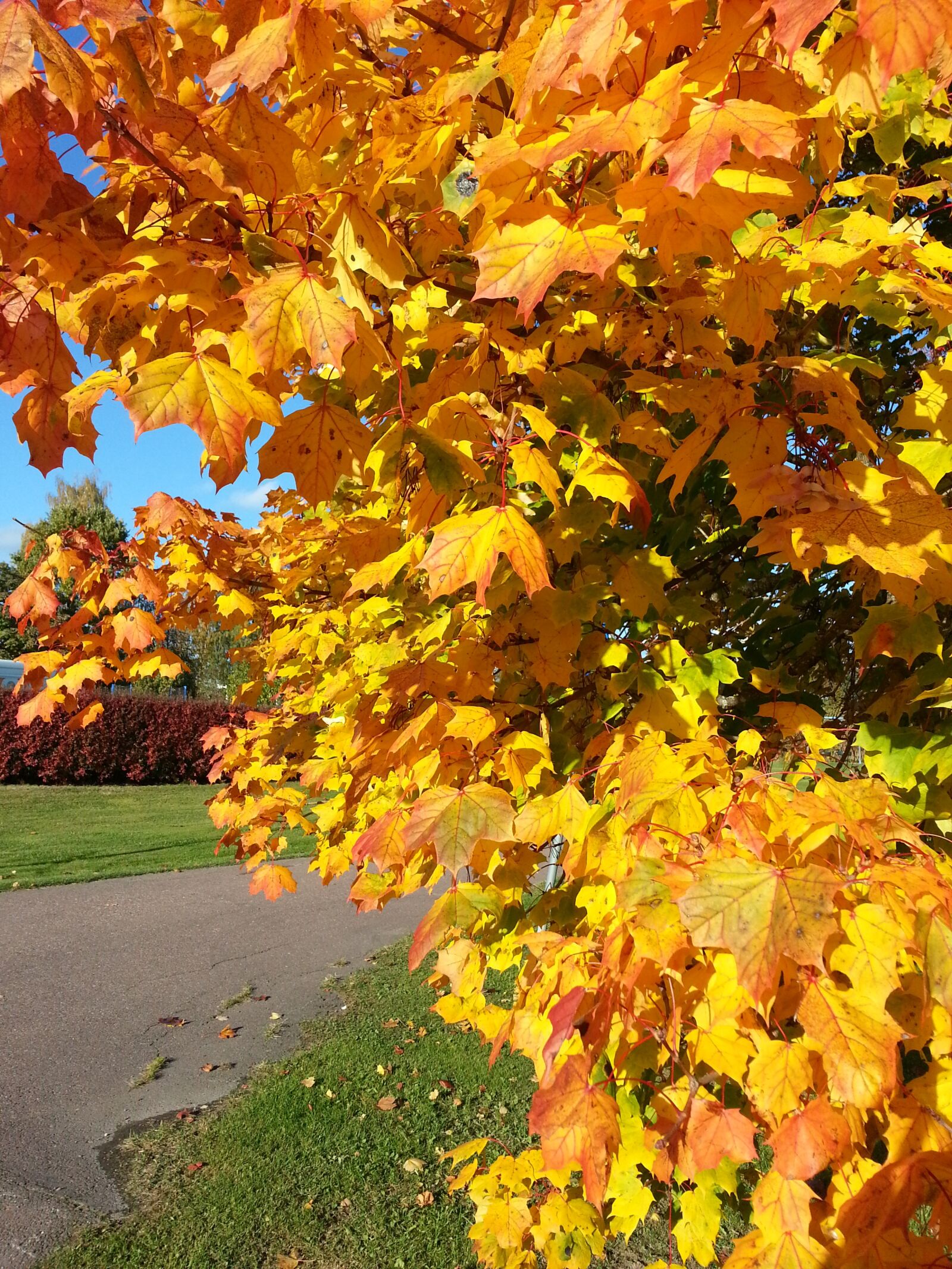 Samsung Galaxy S3 sample photo. Autumn, leaf, yellow photography