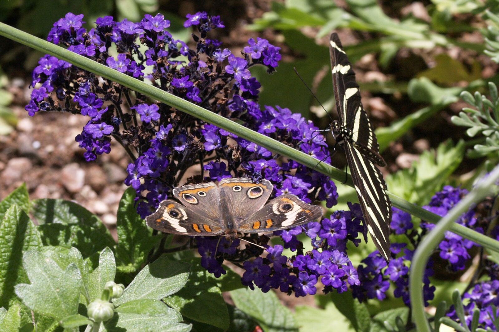 Olympus E-330 (EVOLT E-330) sample photo. Butterflies, insects, macro photography