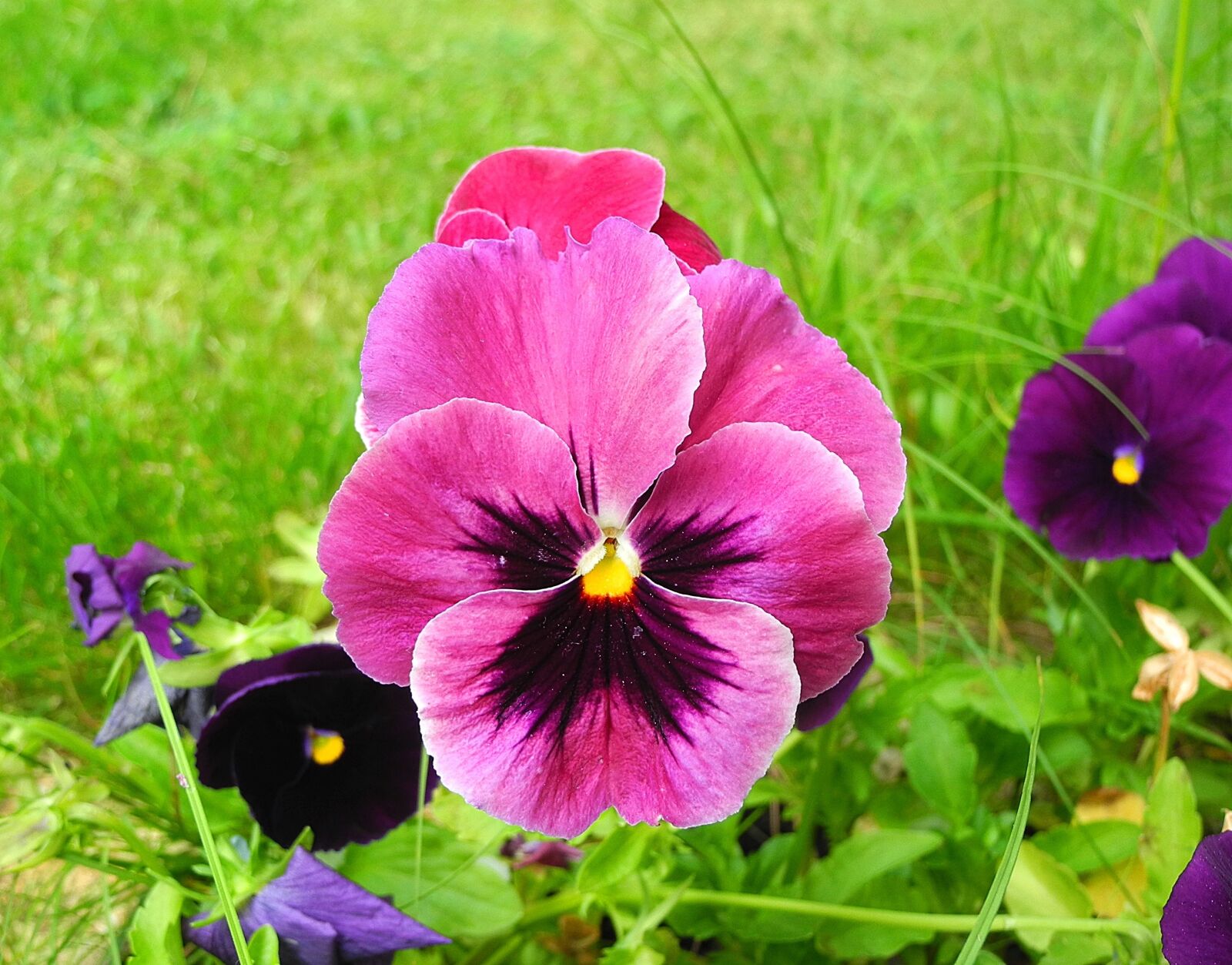 Nikon Coolpix P7000 sample photo. Pansy, flower, flower garden photography