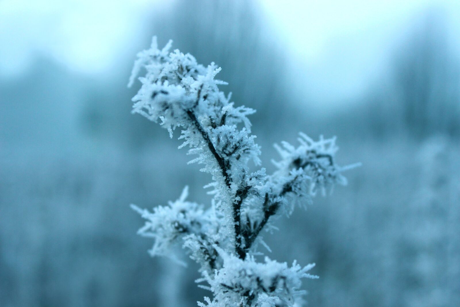 Canon EOS 600D (Rebel EOS T3i / EOS Kiss X5) sample photo. Frost, blue, winter photography