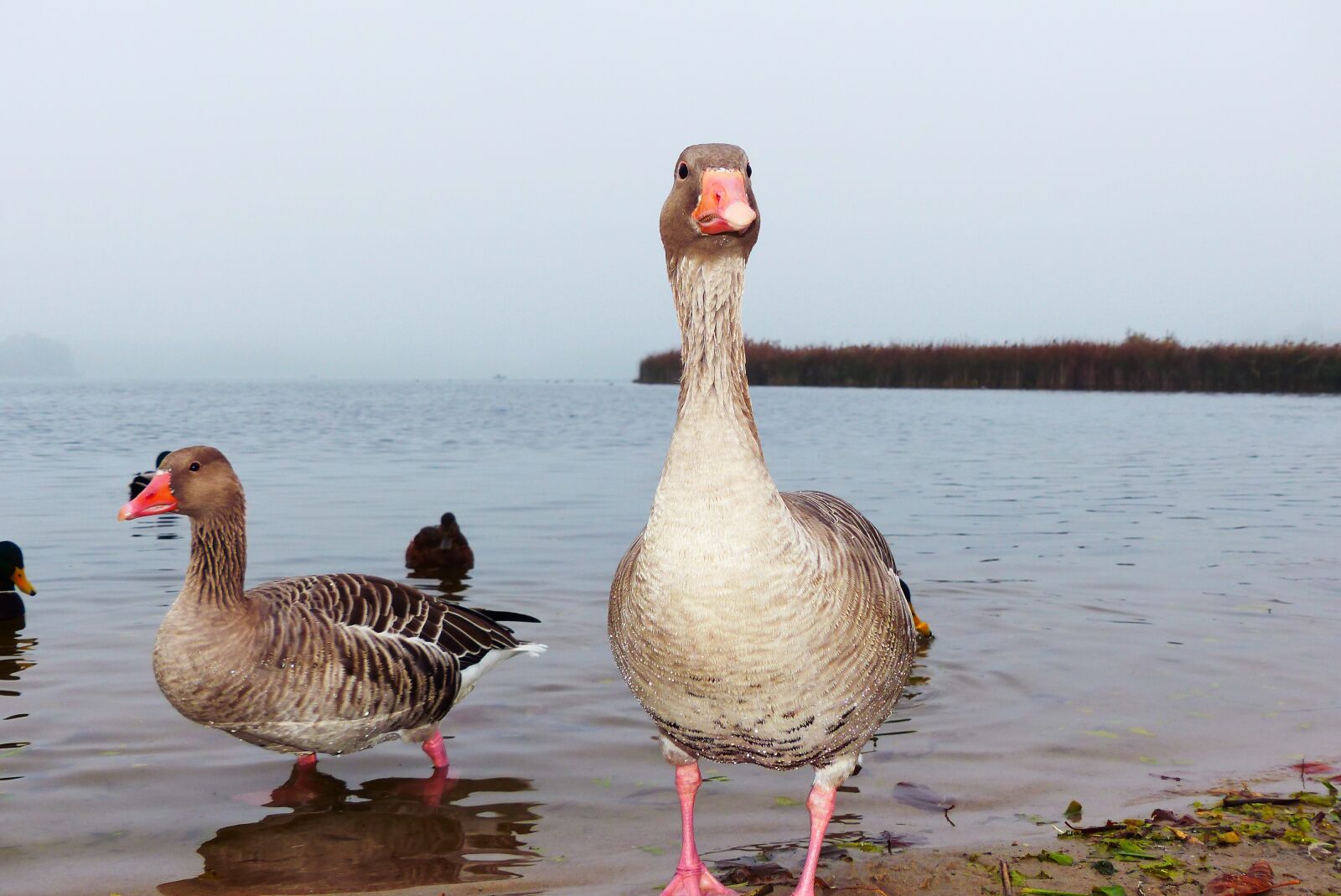 Panasonic Lumix DMC-FZ200 sample photo. Goose grey goose, tom photography