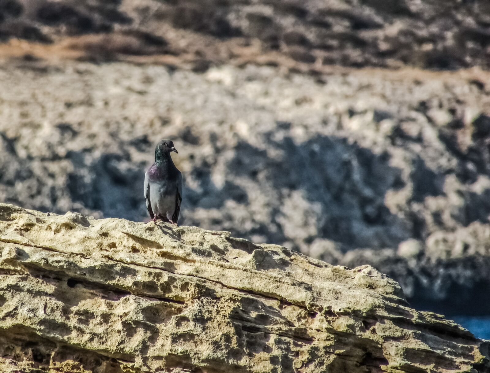 Canon PowerShot SX400 IS sample photo. Pigeon, wild, bird photography