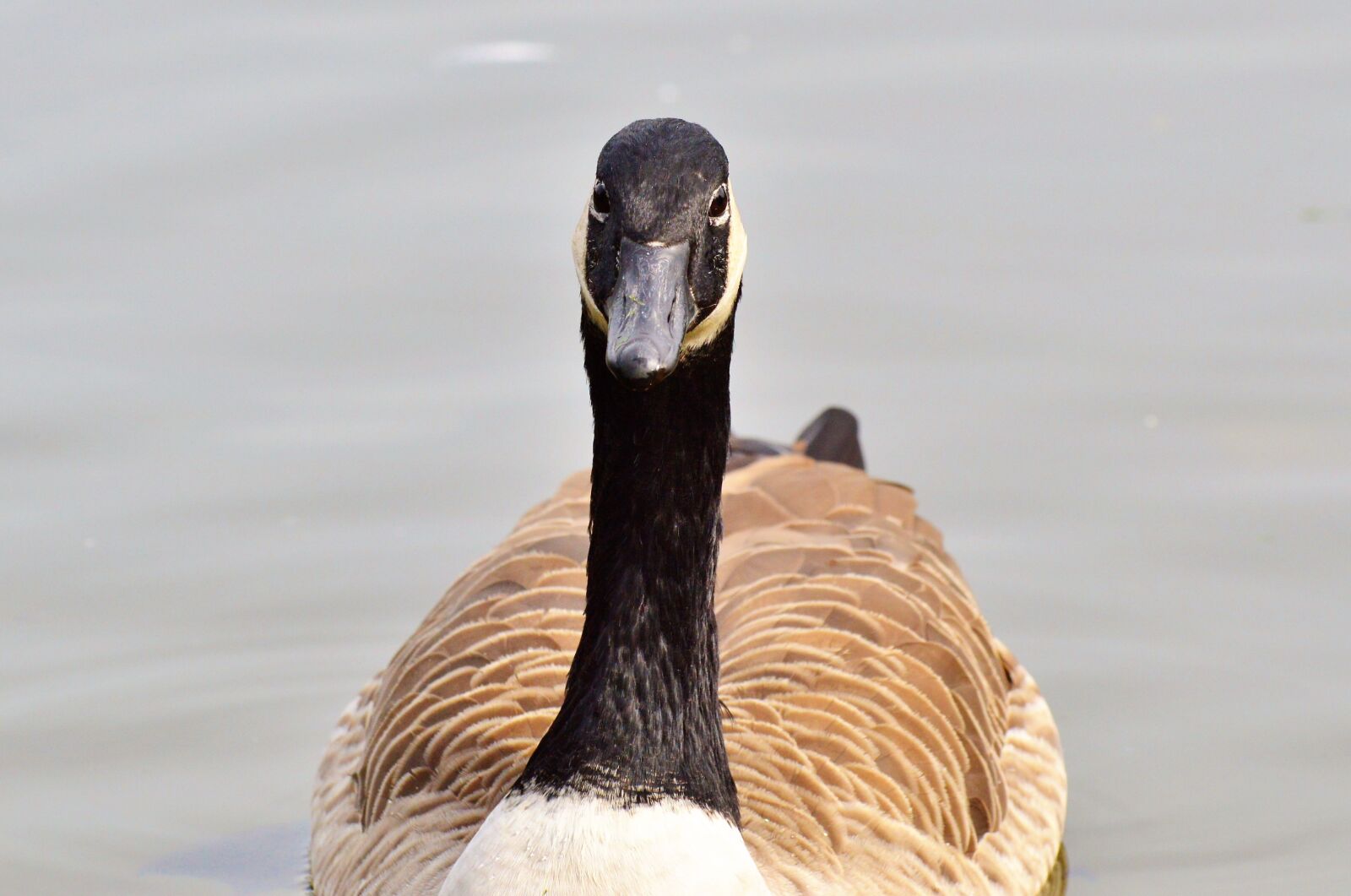 Nikon D3200 sample photo. Wild goose, goose, bird photography