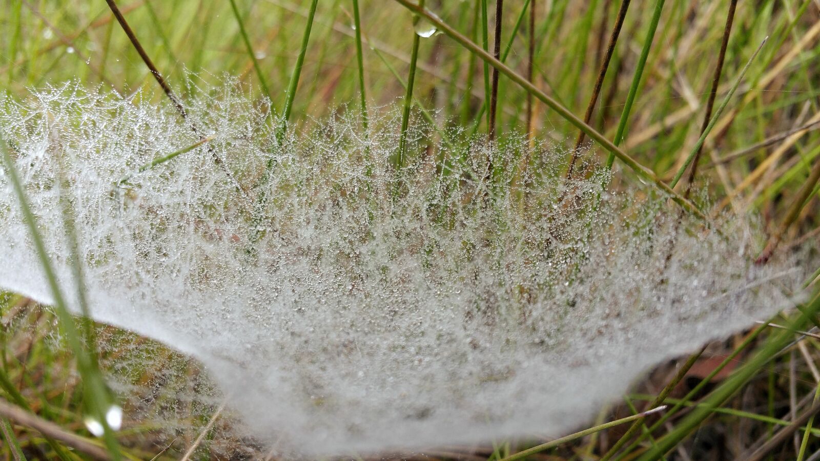 Samsung Galaxy Note4 sample photo. Web, dew, wet photography