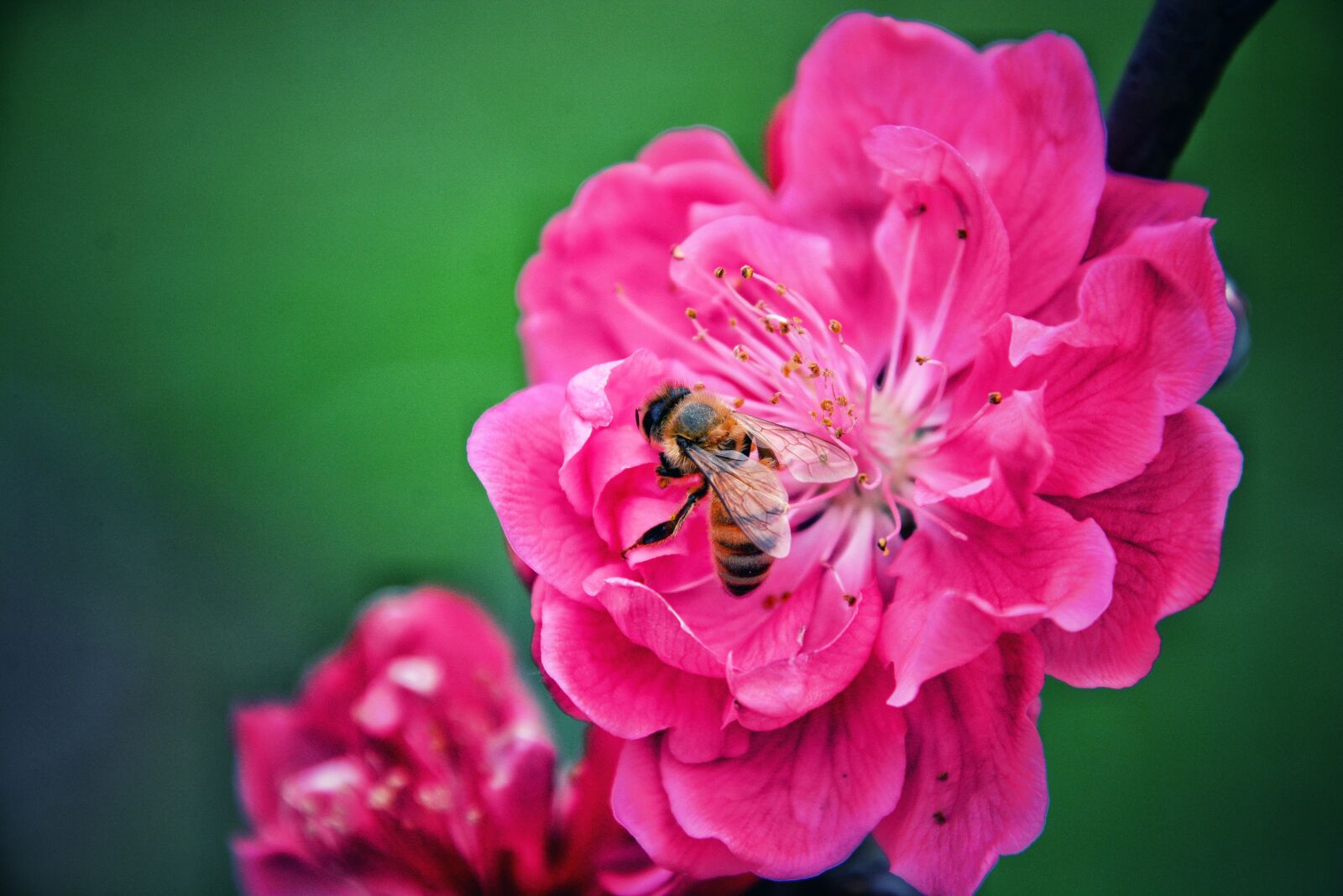 Nikon D7100 sample photo. Flower, nature, plant photography
