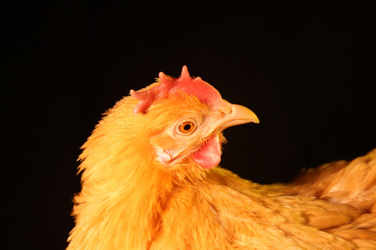 Canon EOS 700D (EOS Rebel T5i / EOS Kiss X7i) sample photo. Chicken, hen, poultry photography