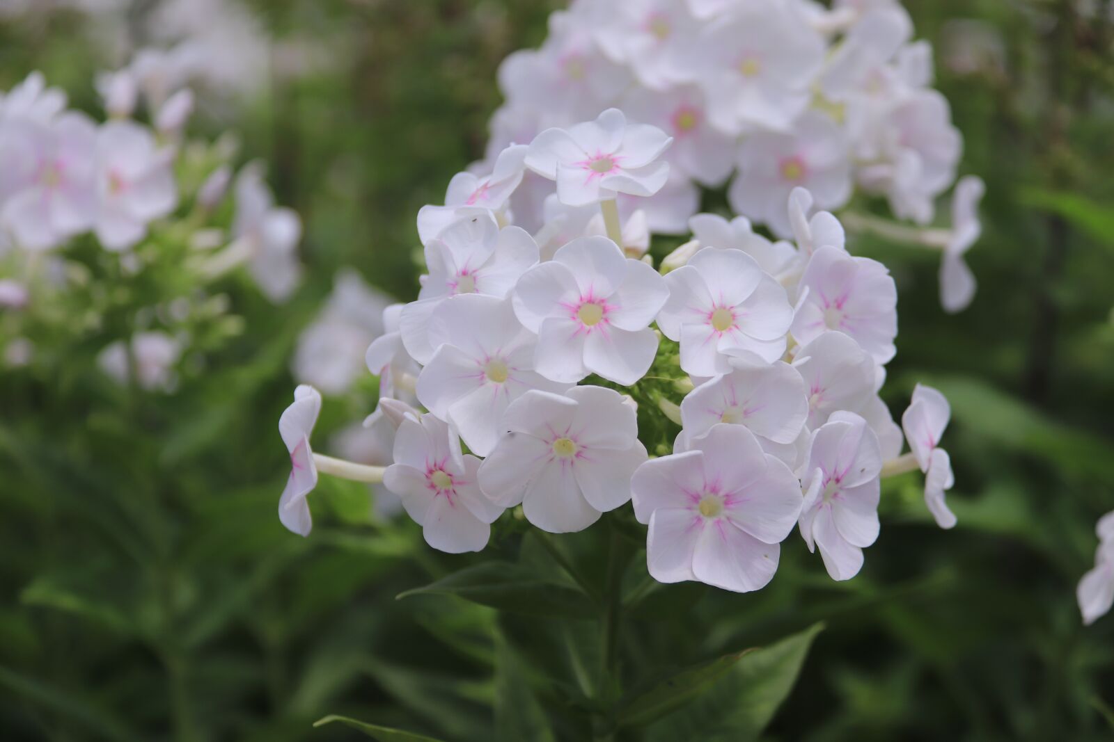 Canon EOS 800D (EOS Rebel T7i / EOS Kiss X9i) sample photo. Flowers, white, bloom photography