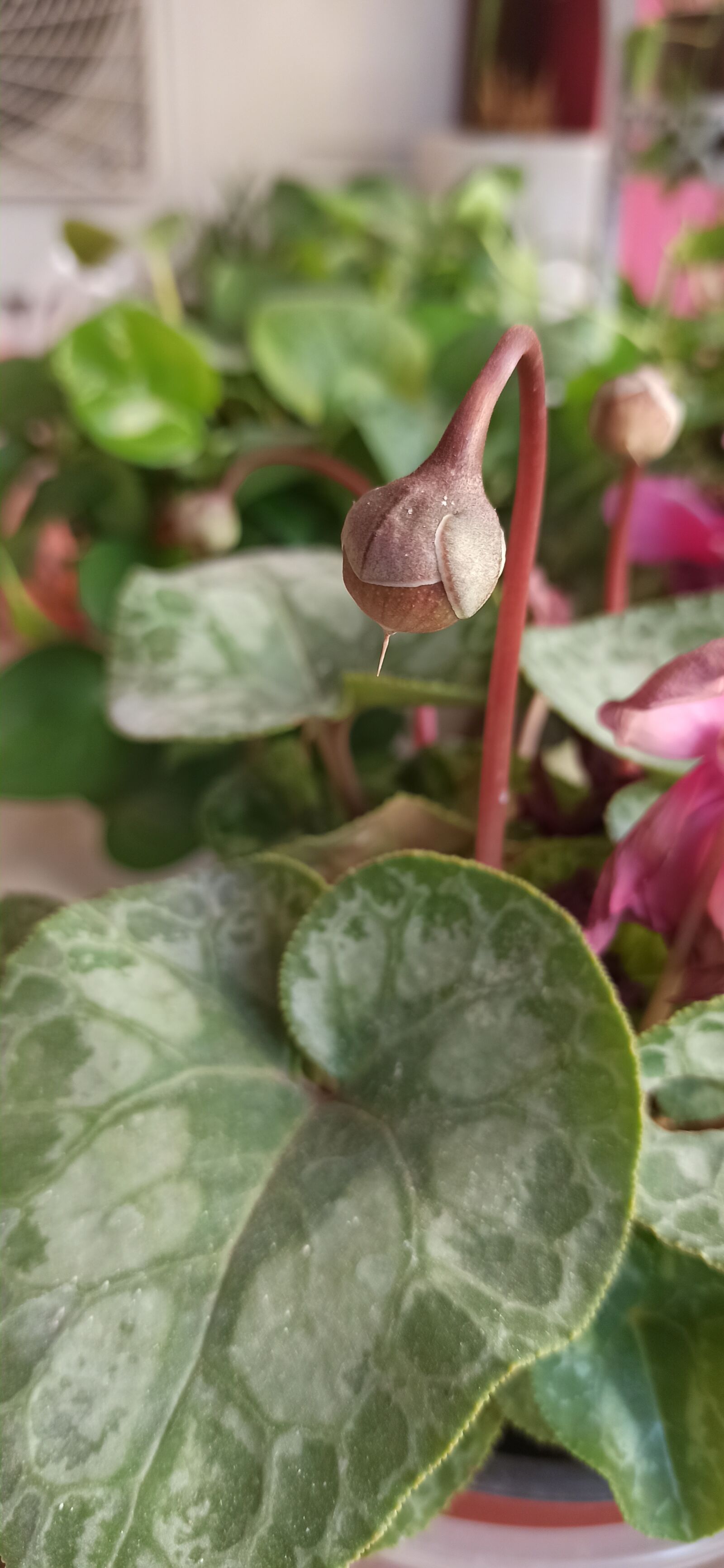 Xiaomi Redmi Note 8 Pro sample photo. Plant, flower, seeds photography