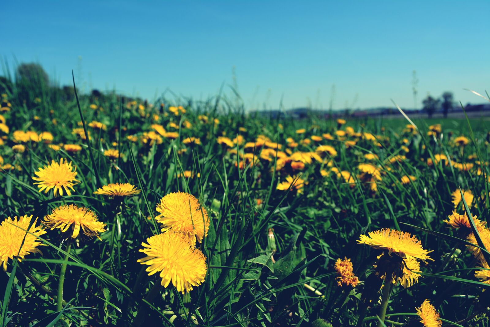 Nikon D5200 sample photo. Flowers, nature, grass photography