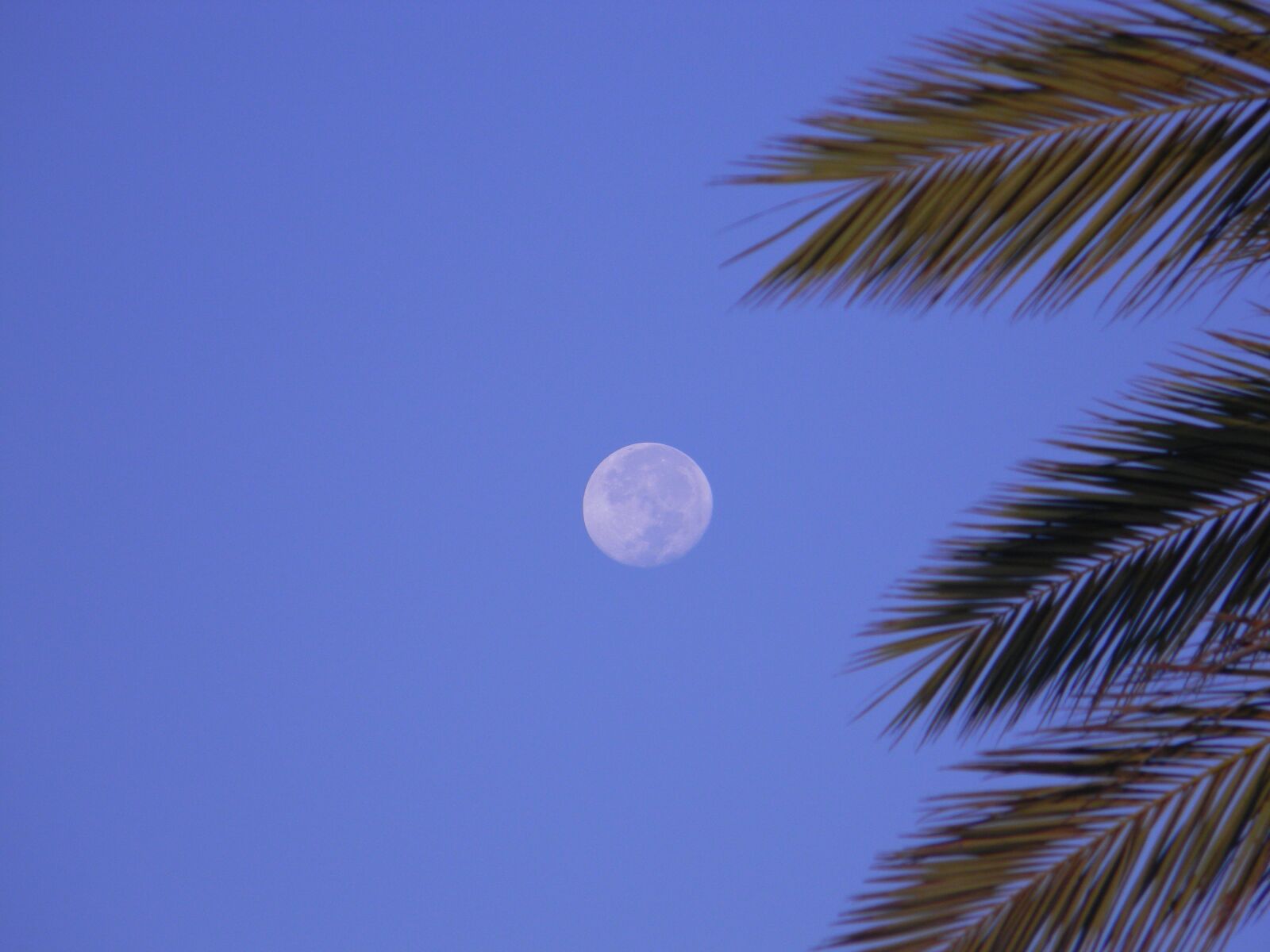 Nikon Coolpix L110 sample photo. Moon, blue sky, fantasy photography
