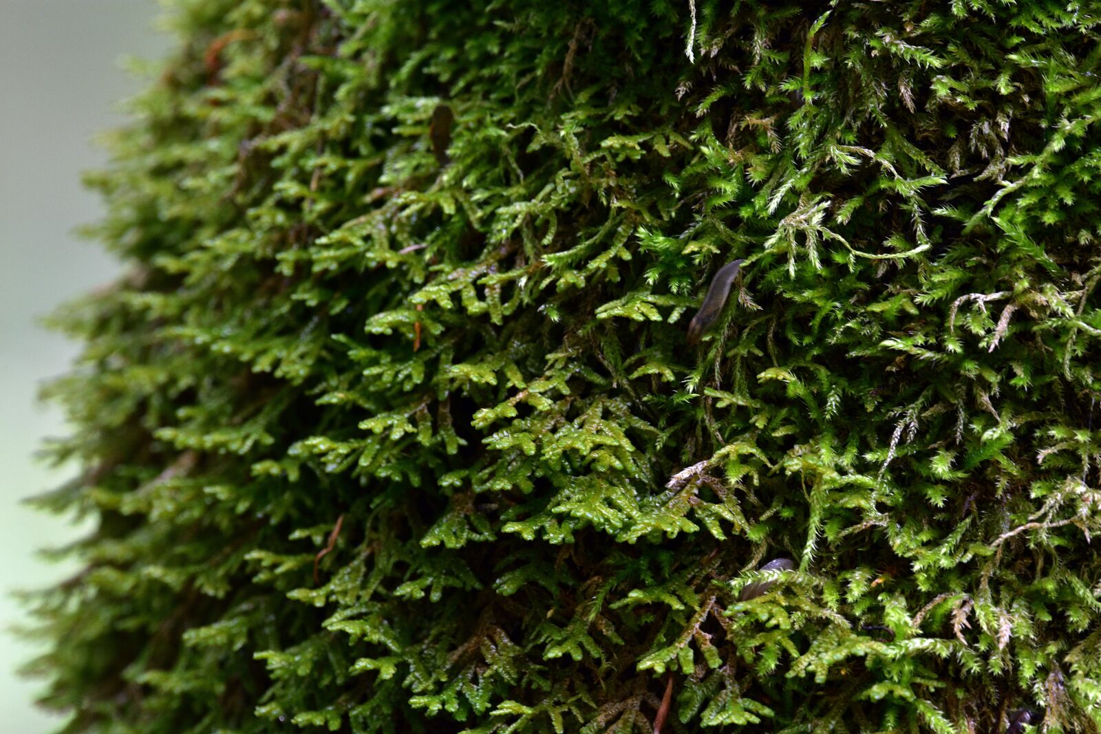 Nikon D3400 sample photo. Moss, forest, nature photography