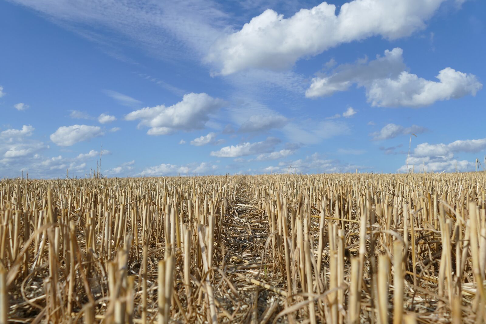 Panasonic Lumix DMC-FZ1000 sample photo. Cornfield, mowed, grain harvest photography