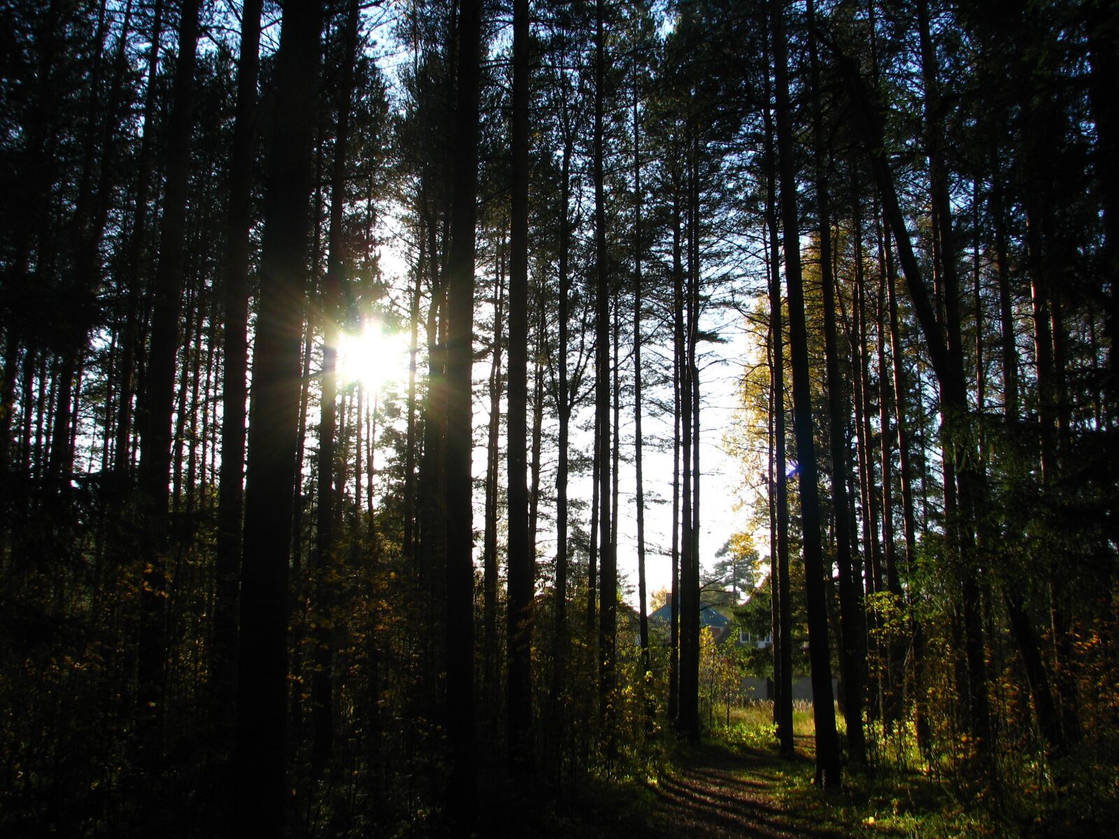 Canon POWERSHOT S5 IS sample photo. Forest, road, silence photography
