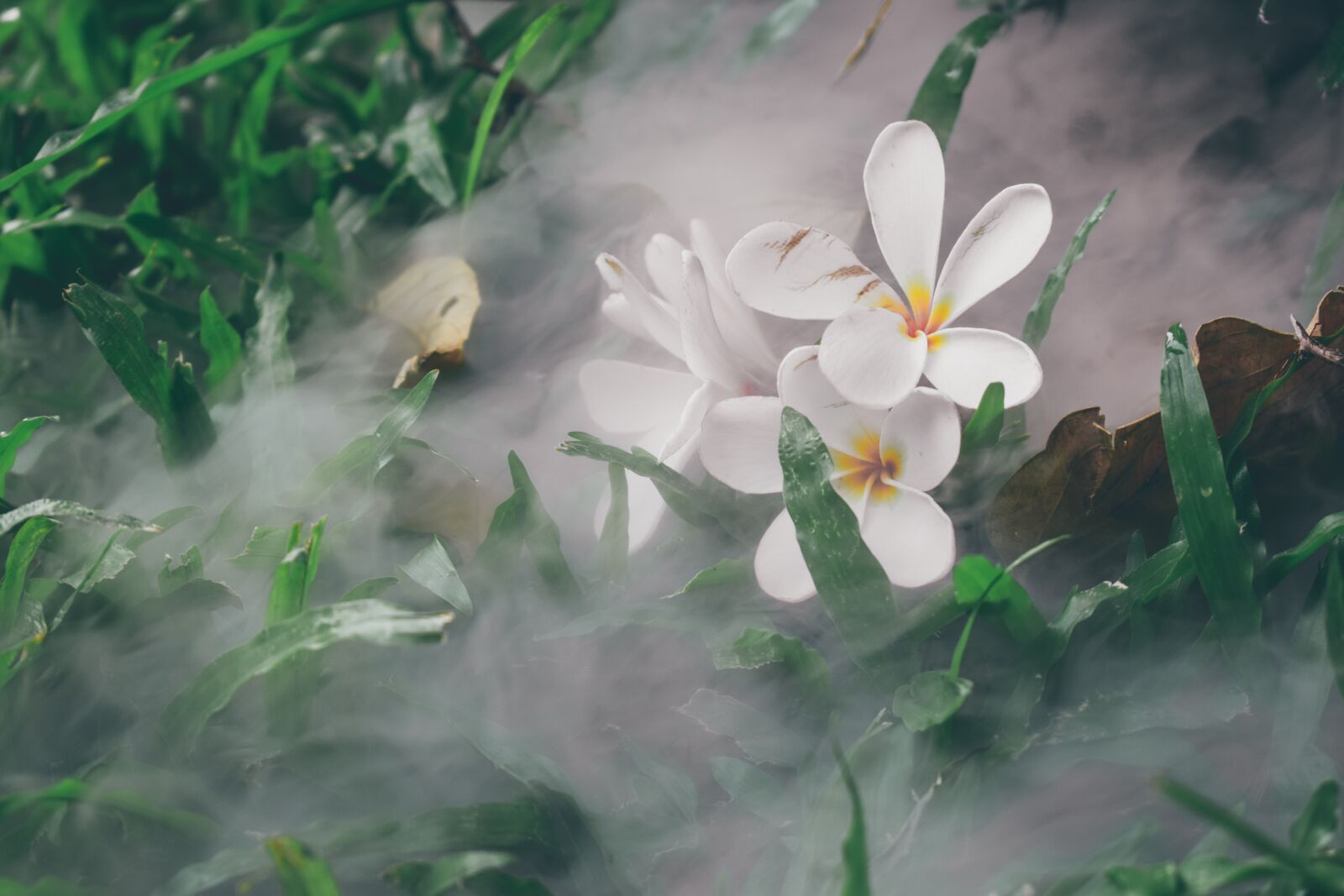 Nikon D5300 sample photo. Flower, nature, smoke photography