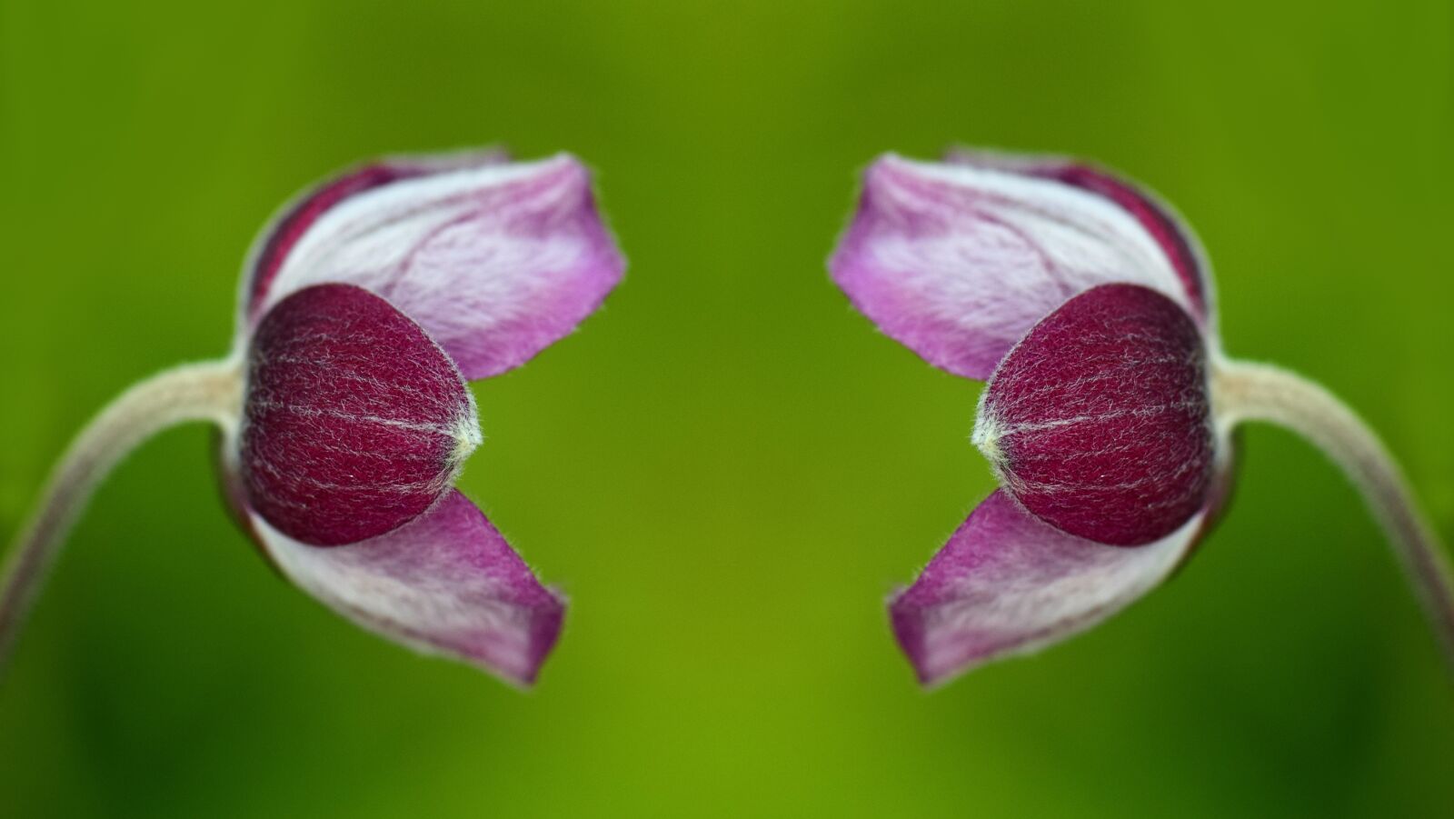 Nikon D3300 sample photo. Anemone, blossom, bloom photography