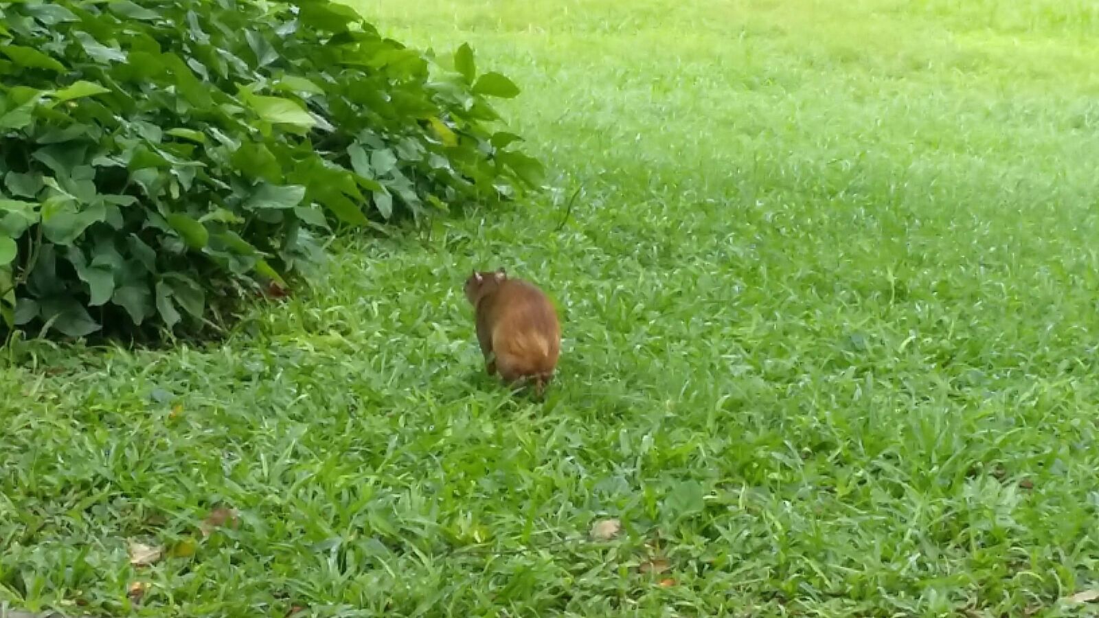 Samsung Galaxy Grand Prime sample photo. Agouti, animal, nature photography