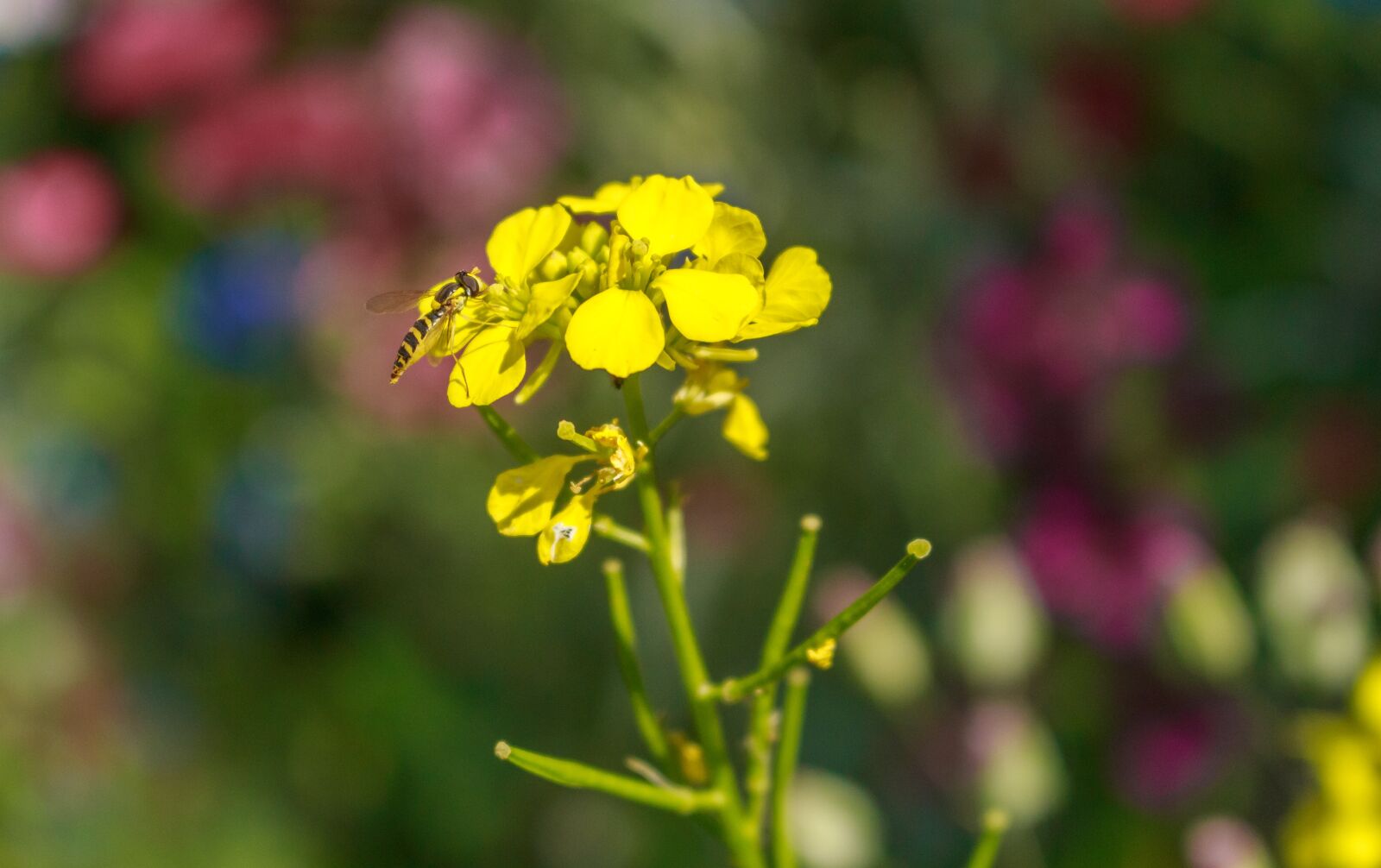 Canon EOS 700D (EOS Rebel T5i / EOS Kiss X7i) sample photo. Bee, flower, close up photography