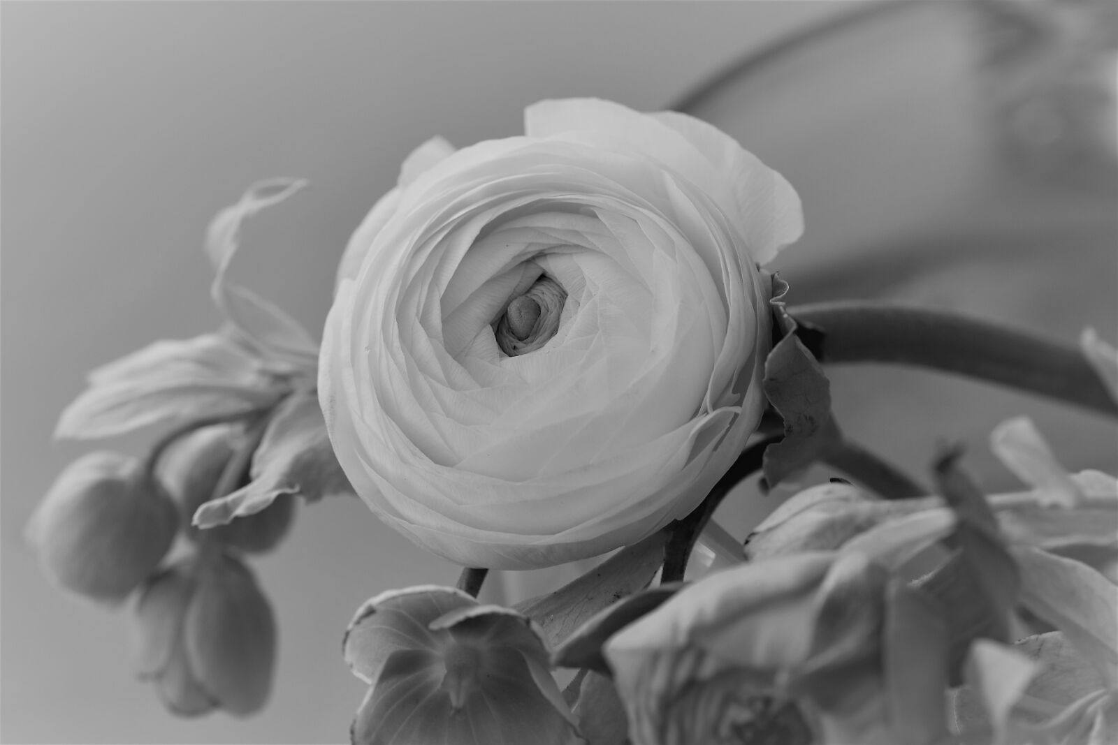 Nikon D5500 sample photo. Flower, blossom, bloom photography