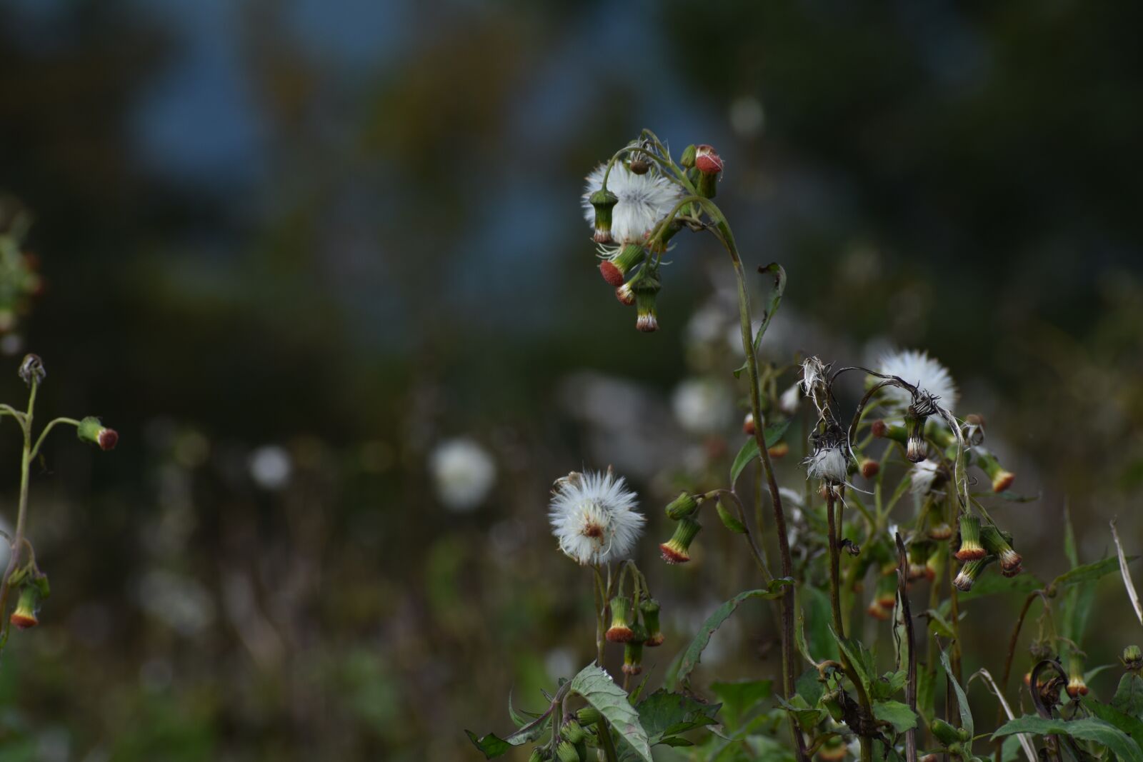 Nikon D3400 sample photo. Flower, nature, white photography