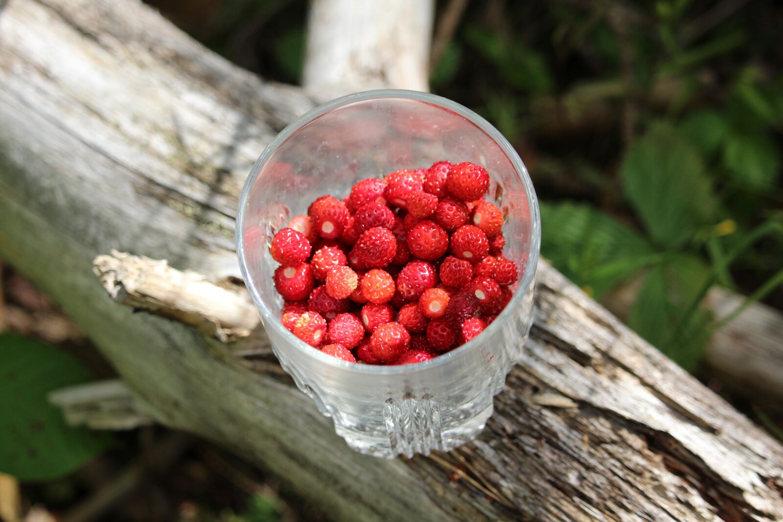 Canon EF-S 55-250mm F4-5.6 IS STM sample photo. Wild strawberries, strawberries in photography