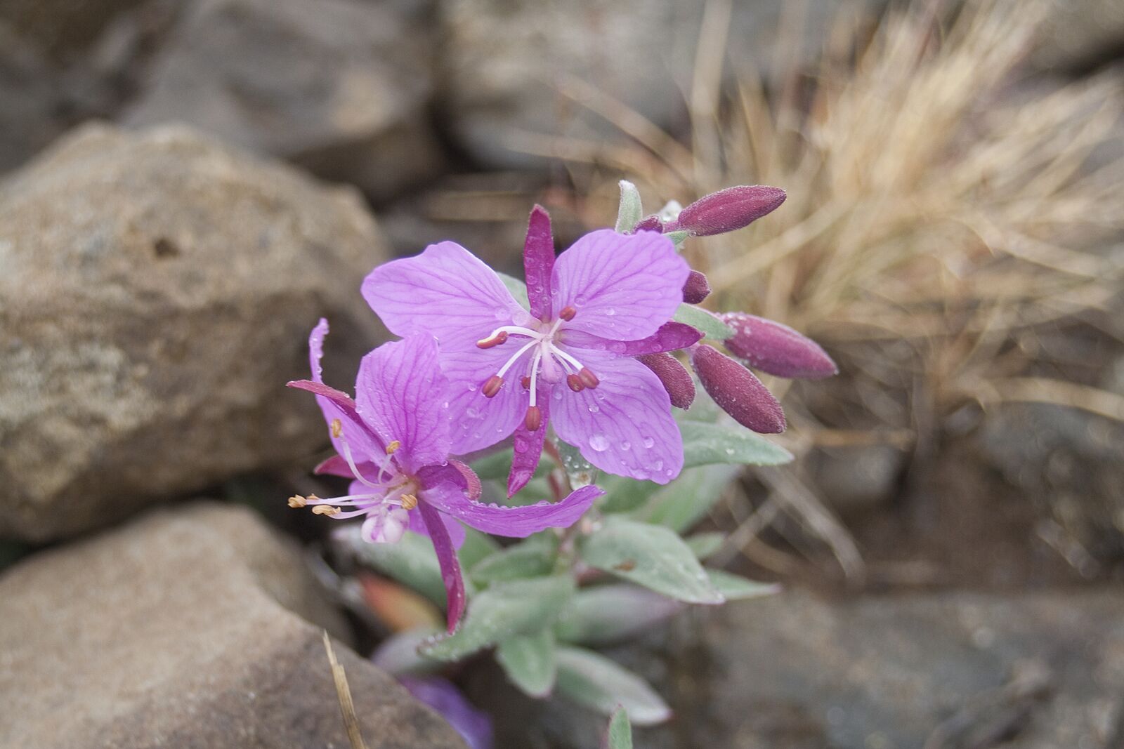 Canon EOS 350D (EOS Digital Rebel XT / EOS Kiss Digital N) sample photo. Epilobium, blossom, bloom photography