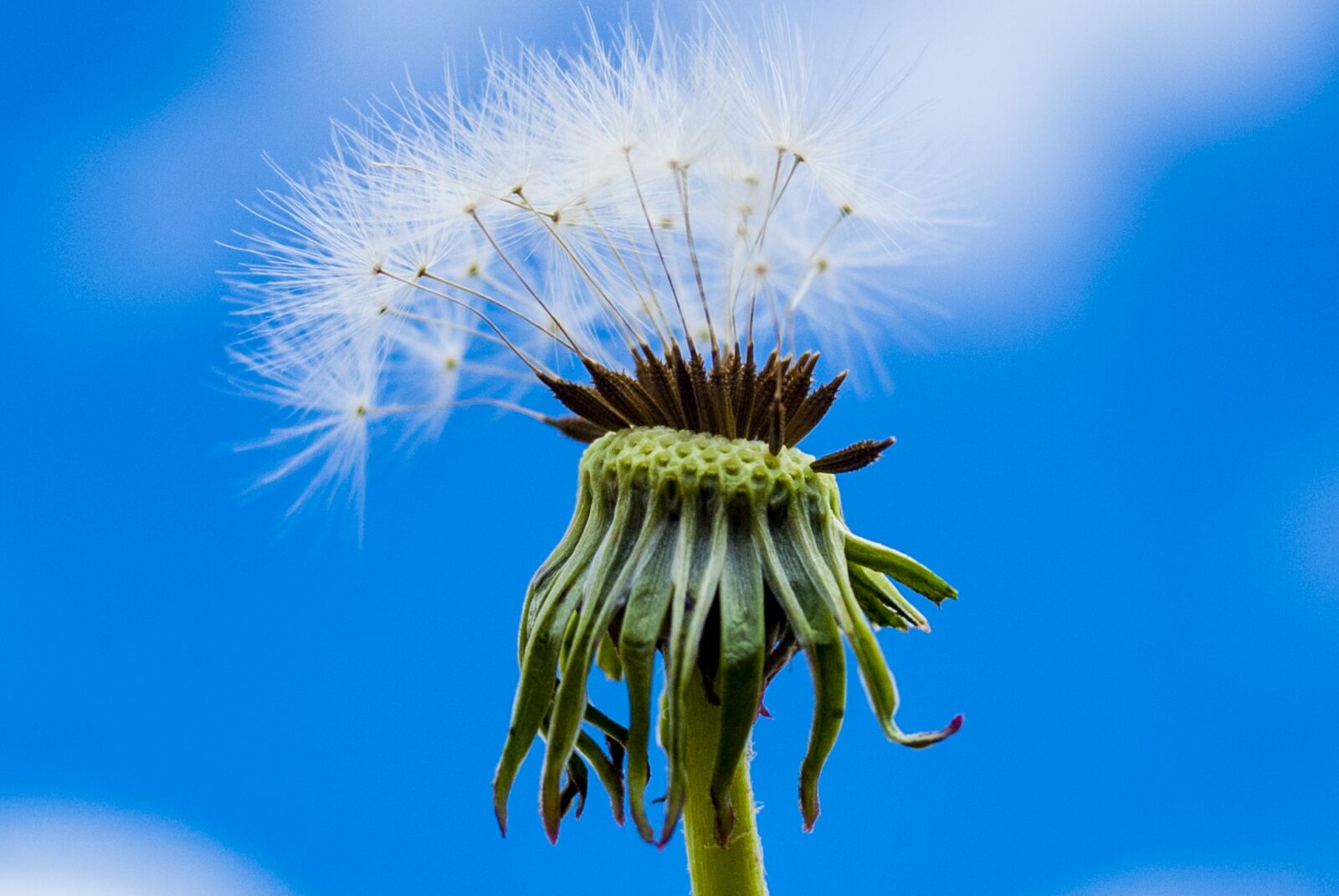 Nikon D60 sample photo. Nature, summer, taraxacum photography