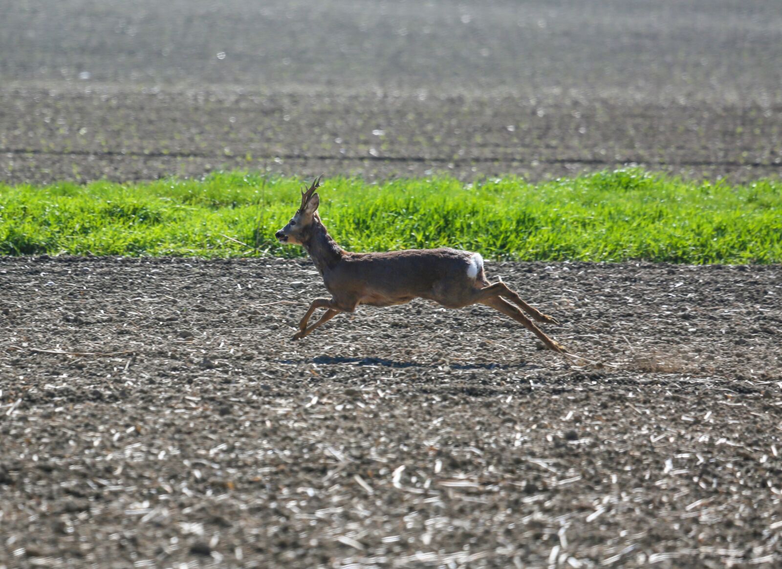 Canon EF 100-400mm F4.5-5.6L IS USM sample photo. Roe deer, bock, field photography