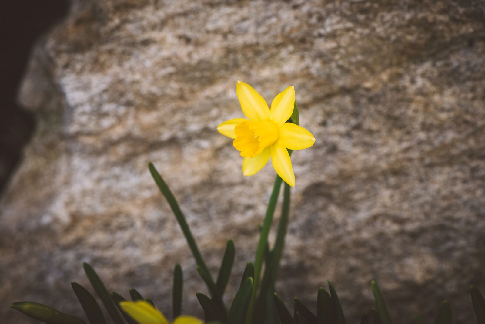 Nikon D750 sample photo. Narcissus, flower, yellow photography