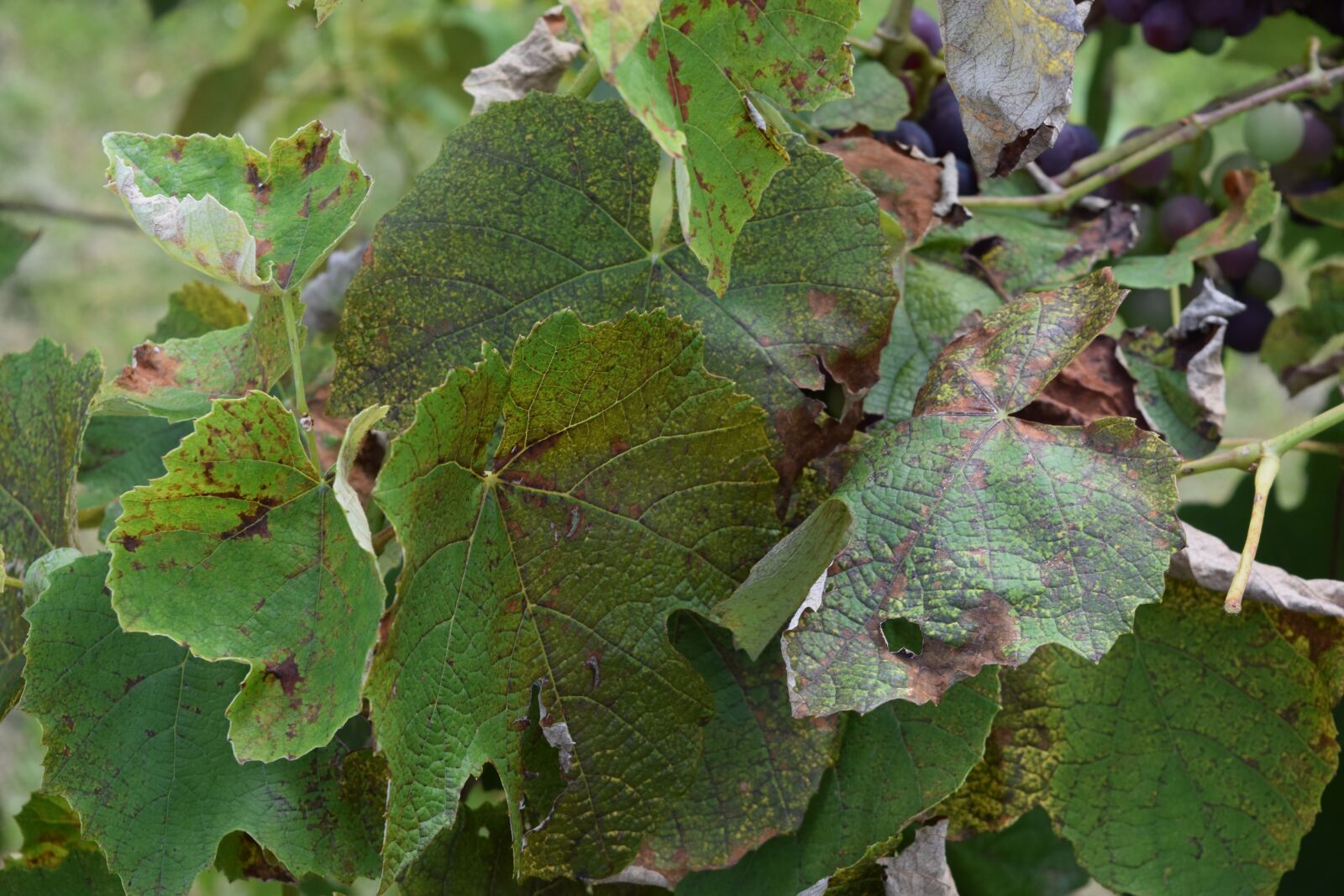Nikon D3300 sample photo. Leaf, nature, green photography