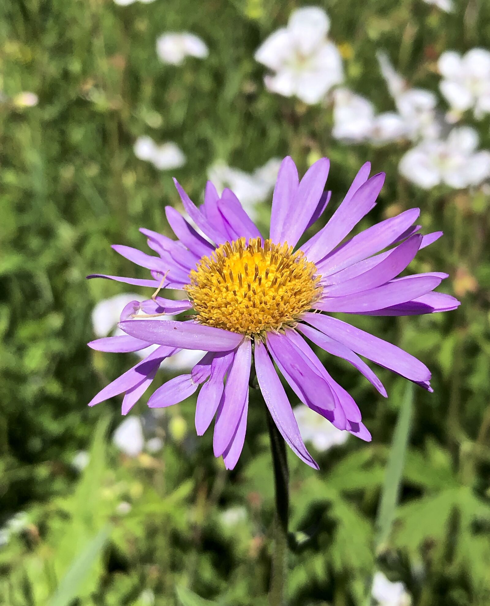 Apple iPhone X sample photo. Aster, colorado, wildflower photography