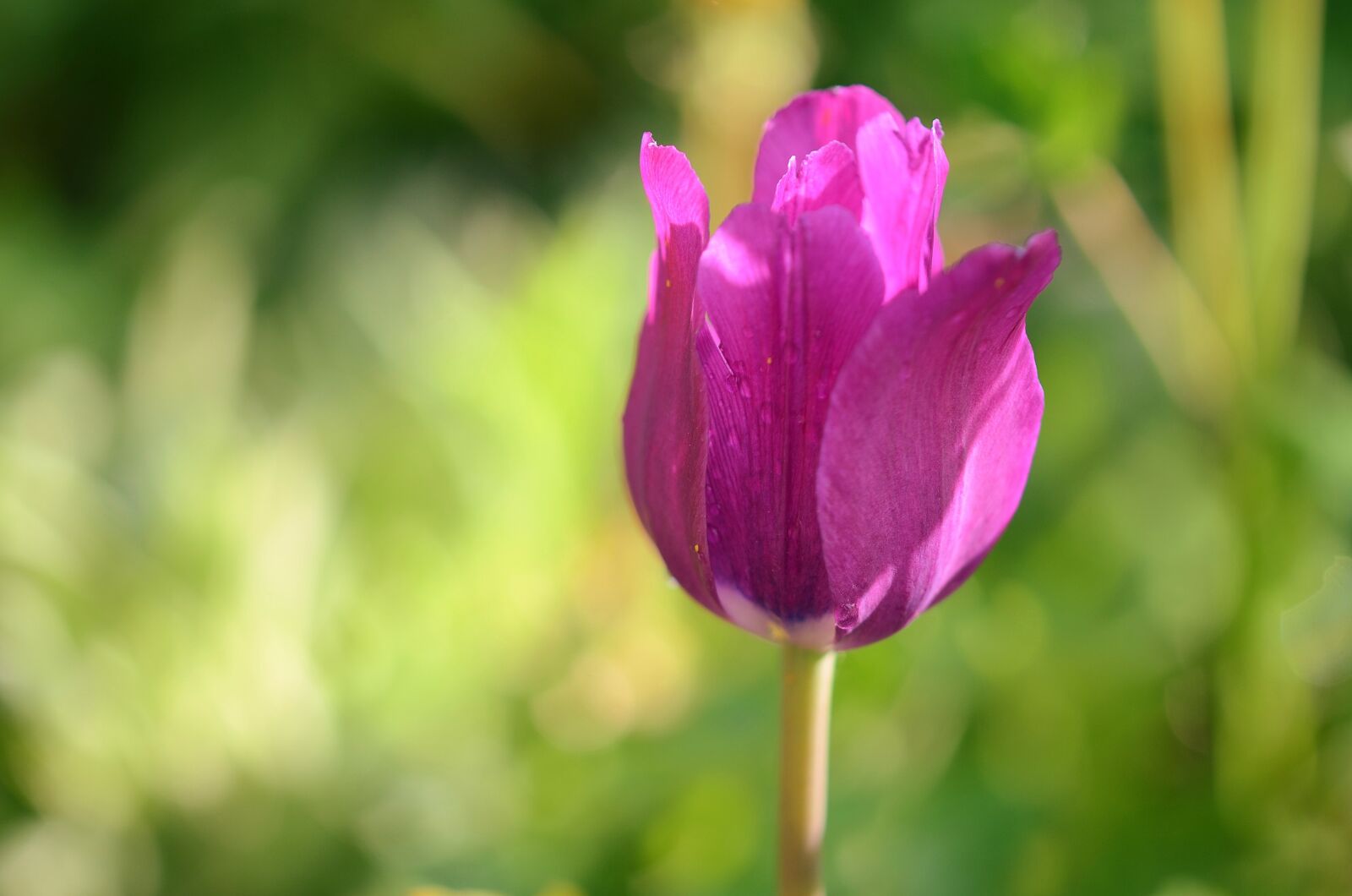 Nikon D7000 sample photo. Tulip, natur, flowers photography