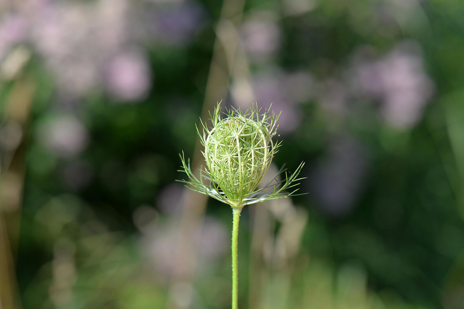 Nikon D610 sample photo. Caraway, plant, wild caraway photography