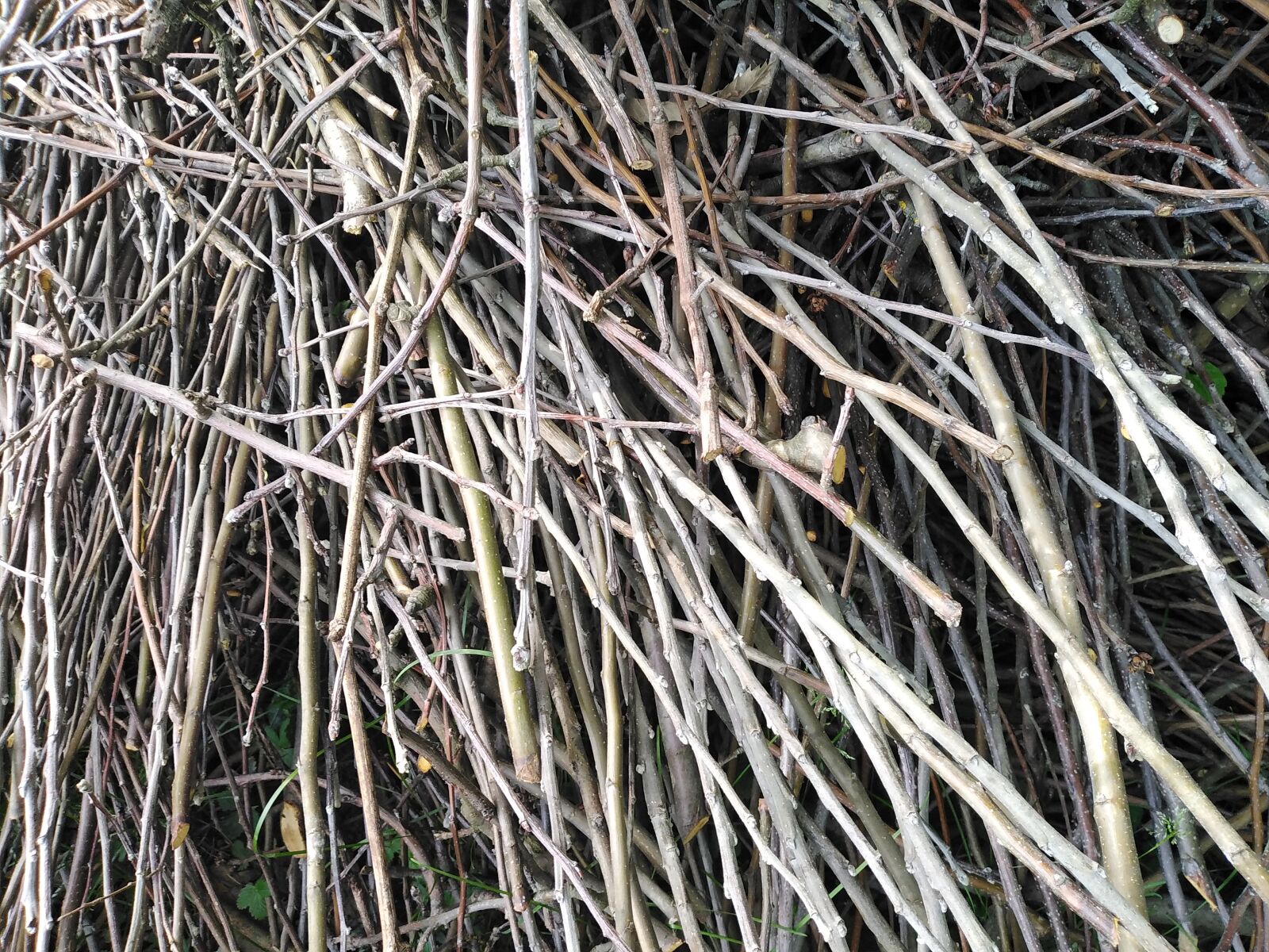 HUAWEI DUB-LX1 sample photo. Twigs, nature, pattern photography